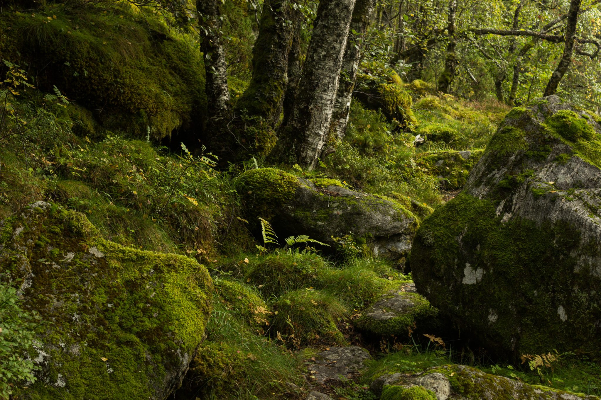 Wanderung im Naturreservat Skorgeura, Naturschutzgebiet in Norwegen, sehr schöner naturnaher Wald, sattgrüne Vegetation, moosbewachsene Steine