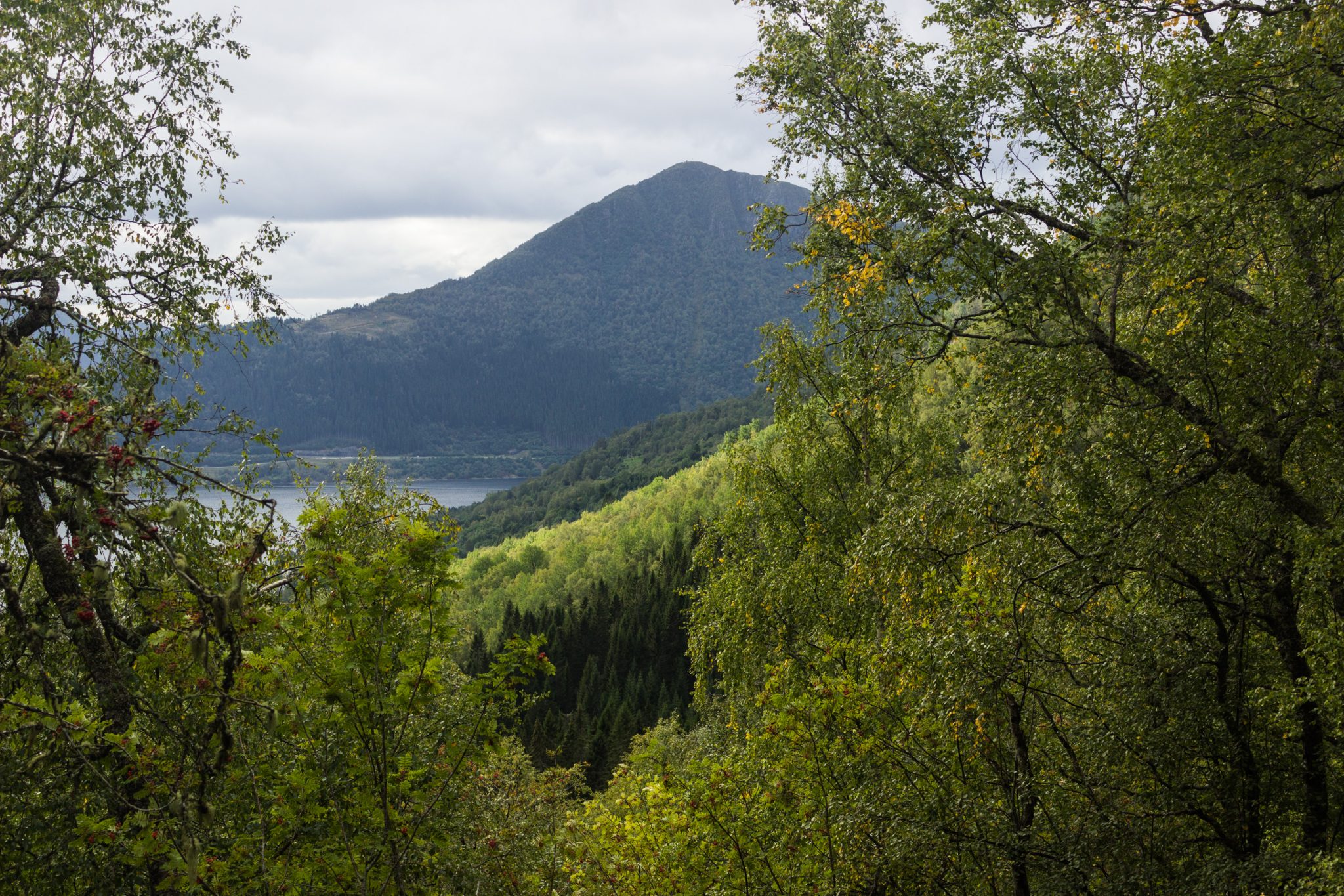 Wanderung im Naturreservat Skorgeura, Naturschutzgebiet in Norwegen, sehr schöner naturnaher Wald, sattgrüne Vegetation, Aussicht auf einen kleinen Berg
