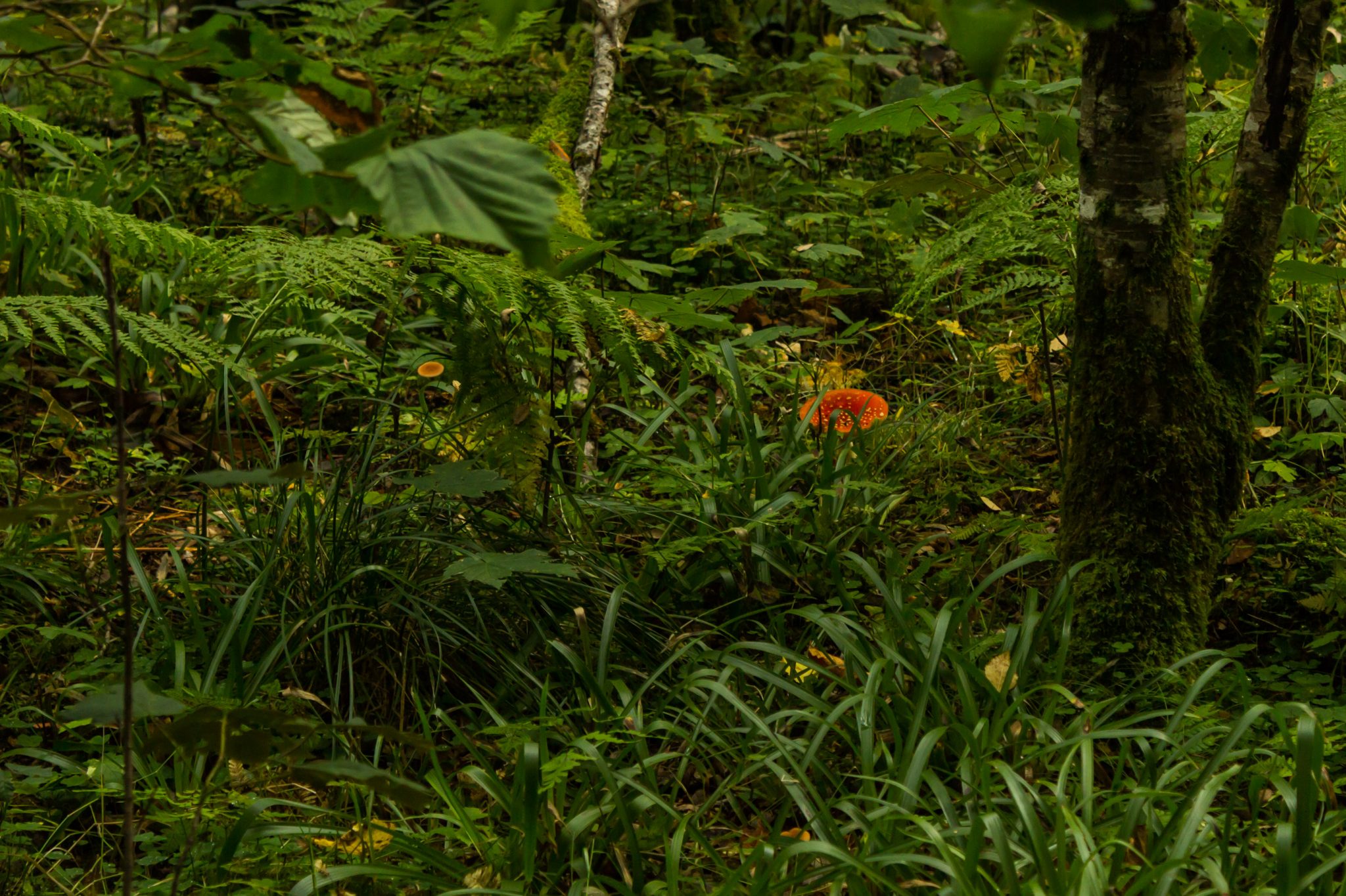 Wanderung im Naturreservat Skorgeura, Naturschutzgebiet in Norwegen, sehr schöner naturnaher Wald, sattgrüne Vegetation