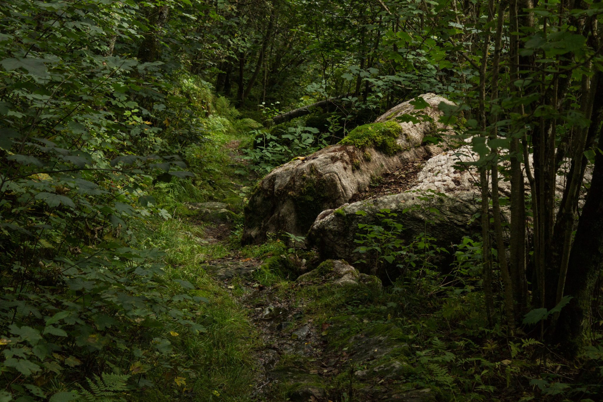 Wanderung im Naturreservat Skorgeura, Naturschutzgebiet in Norwegen, sehr schöner naturnaher Wald, sattgrüne Vegetation, sehr viele Farne, schmaler Wanderweg