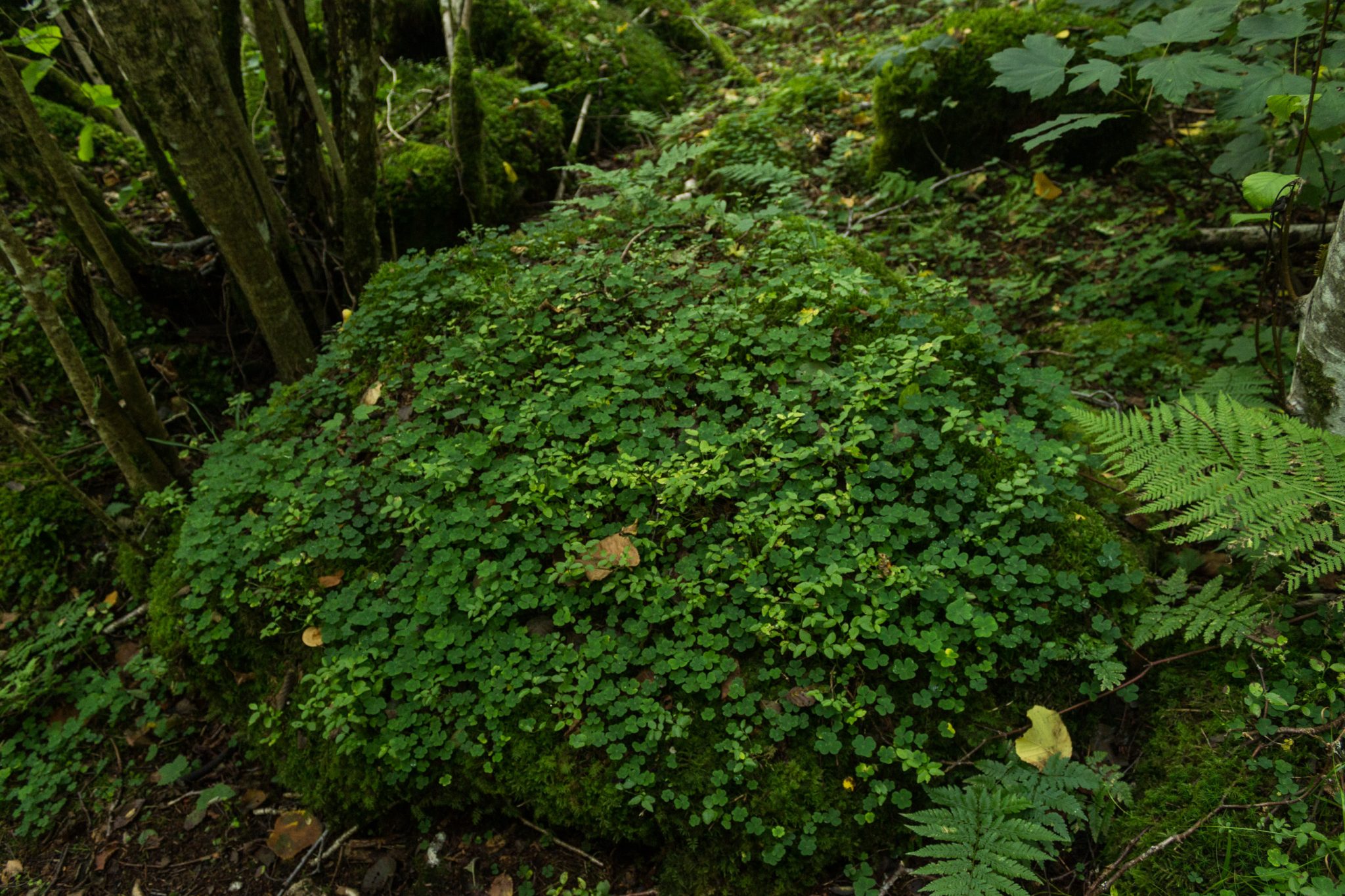 Wanderung im Naturreservat Skorgeura, Naturschutzgebiet in Norwegen, sehr schöner naturnaher Wald, sattgrüne Vegetation, Kleeblätter wachsen am Wegesrand