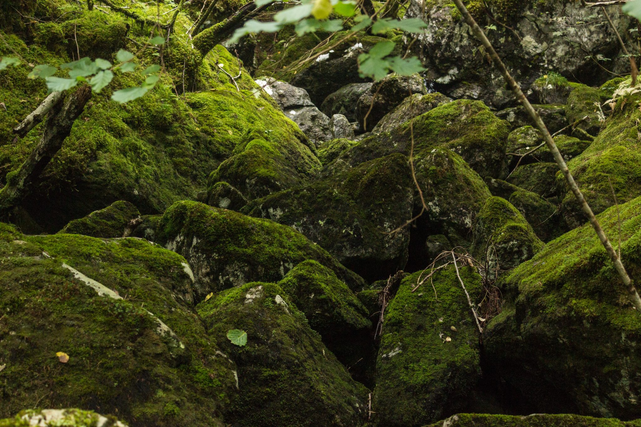 Wanderung im Naturreservat Skorgeura, Naturschutzgebiet in Norwegen, sehr schöner naturnaher Wald, moosbewachsene Steine und Farne