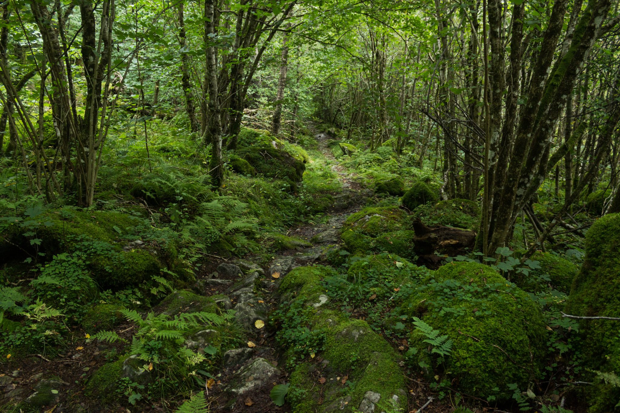 Wanderung im Naturreservat Skorgeura, Naturschutzgebiet in Norwegen, sehr schöner naturnaher Wald, sattgrüne Vegetation, sehr viele Farne, schmaler Wanderweg