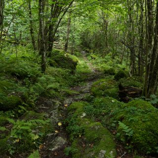 Wanderung im Naturreservat Skorgeura, Naturschutzgebiet in Norwegen, sehr schöner naturnaher Wald, sattgrüne Vegetation, sehr viele Farne, schmaler Wanderweg