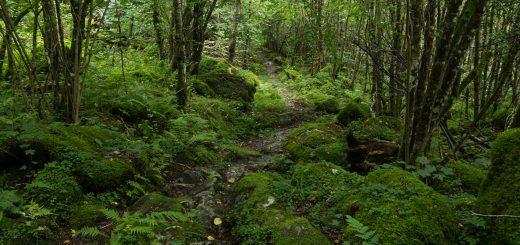 Wanderung im Naturreservat Skorgeura, Naturschutzgebiet in Norwegen, sehr schöner naturnaher Wald, sattgrüne Vegetation, sehr viele Farne, schmaler Wanderweg