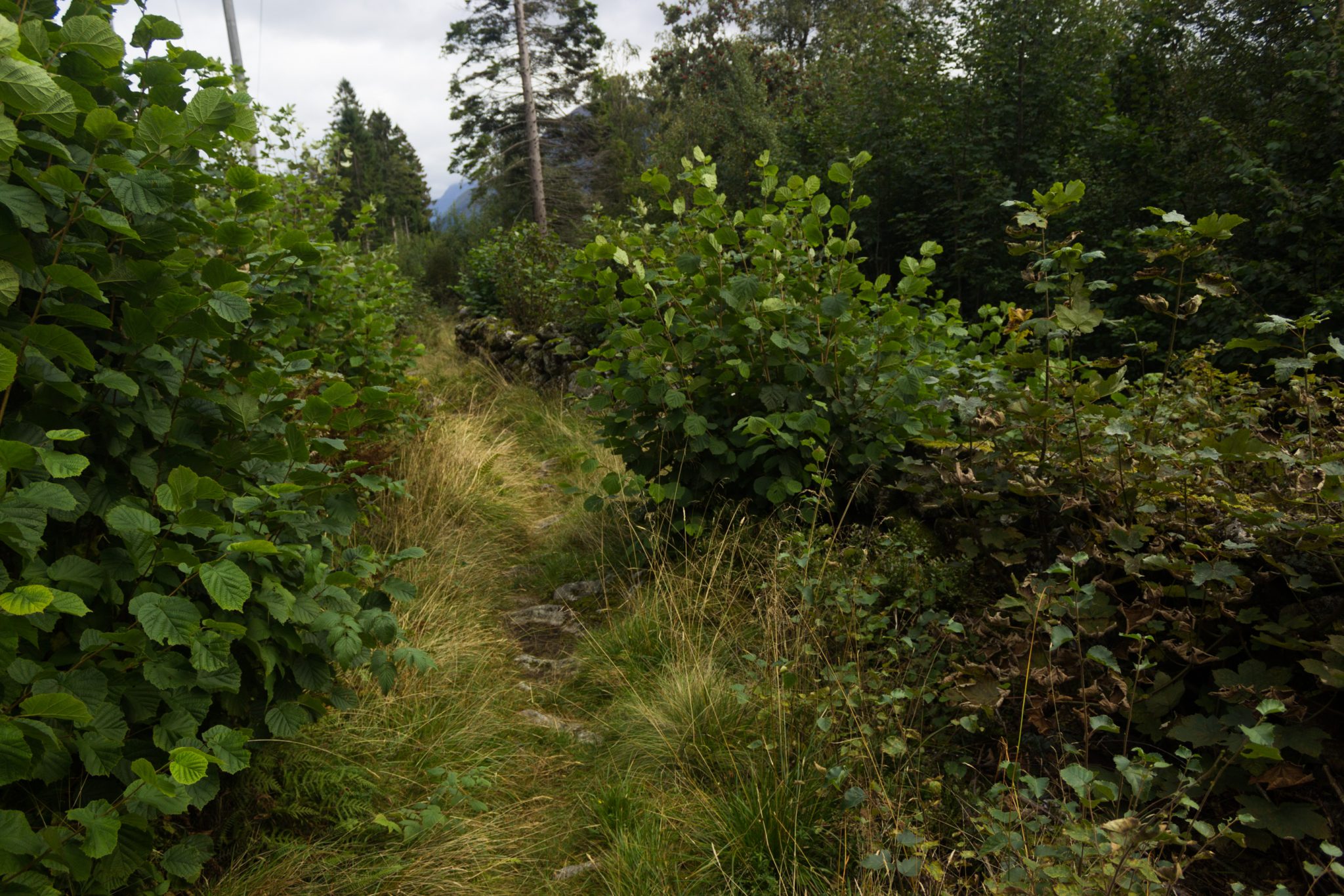 Wanderung im Naturreservat Skorgeura, Naturschutzgebiet in Norwegen, sehr schöner naturnaher Wald, schmaler Wanderweg
