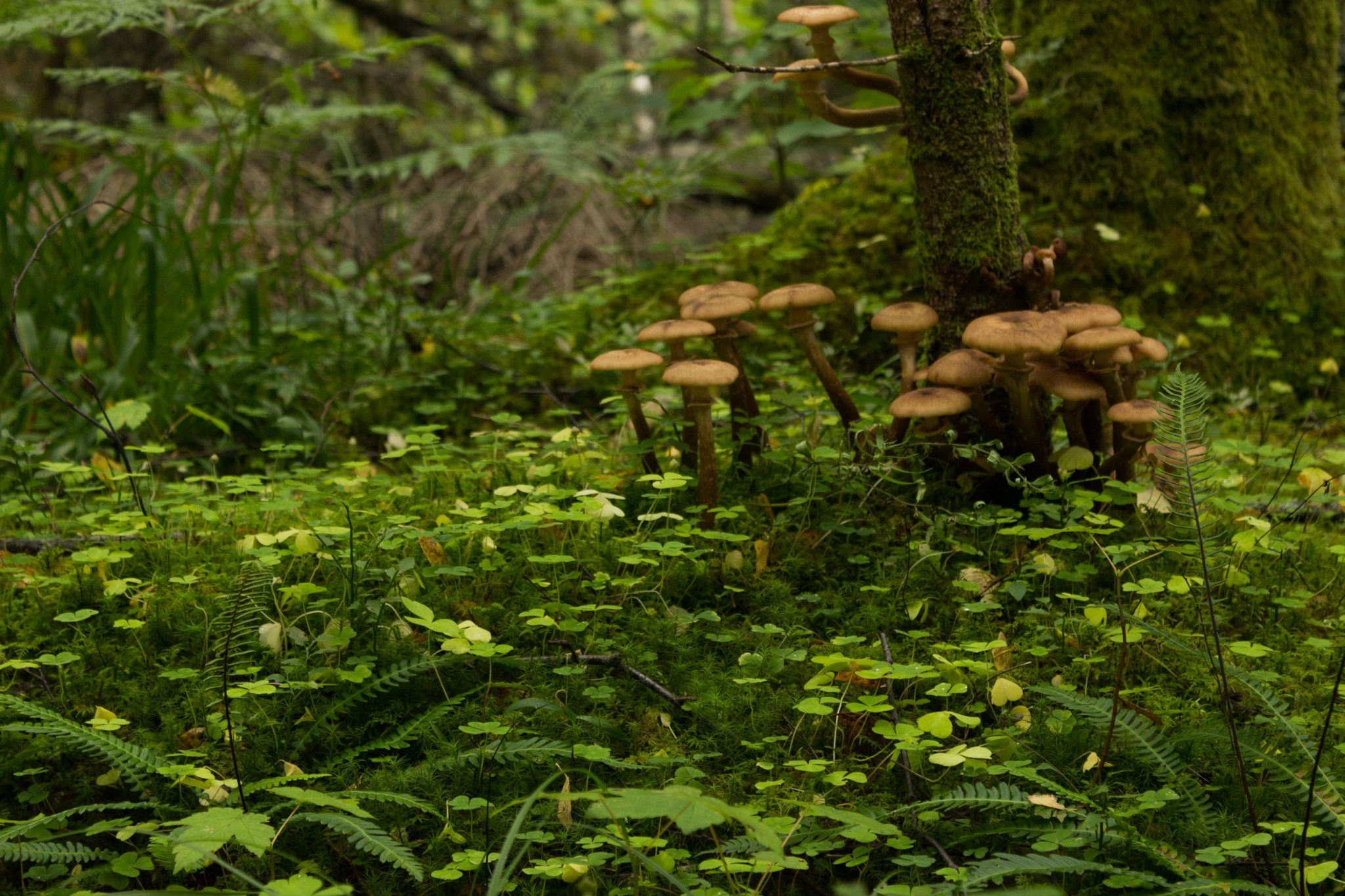 Wanderung im Naturreservat Skorgeura, Naturschutzgebiet in Norwegen, sehr schöner naturnaher Wald, kleine Pilze wachsen