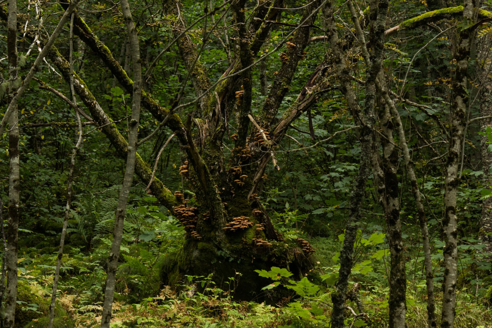 Wanderung im Naturreservat Skorgeura, Naturschutzgebiet in Norwegen, sehr schöner naturnaher Wald