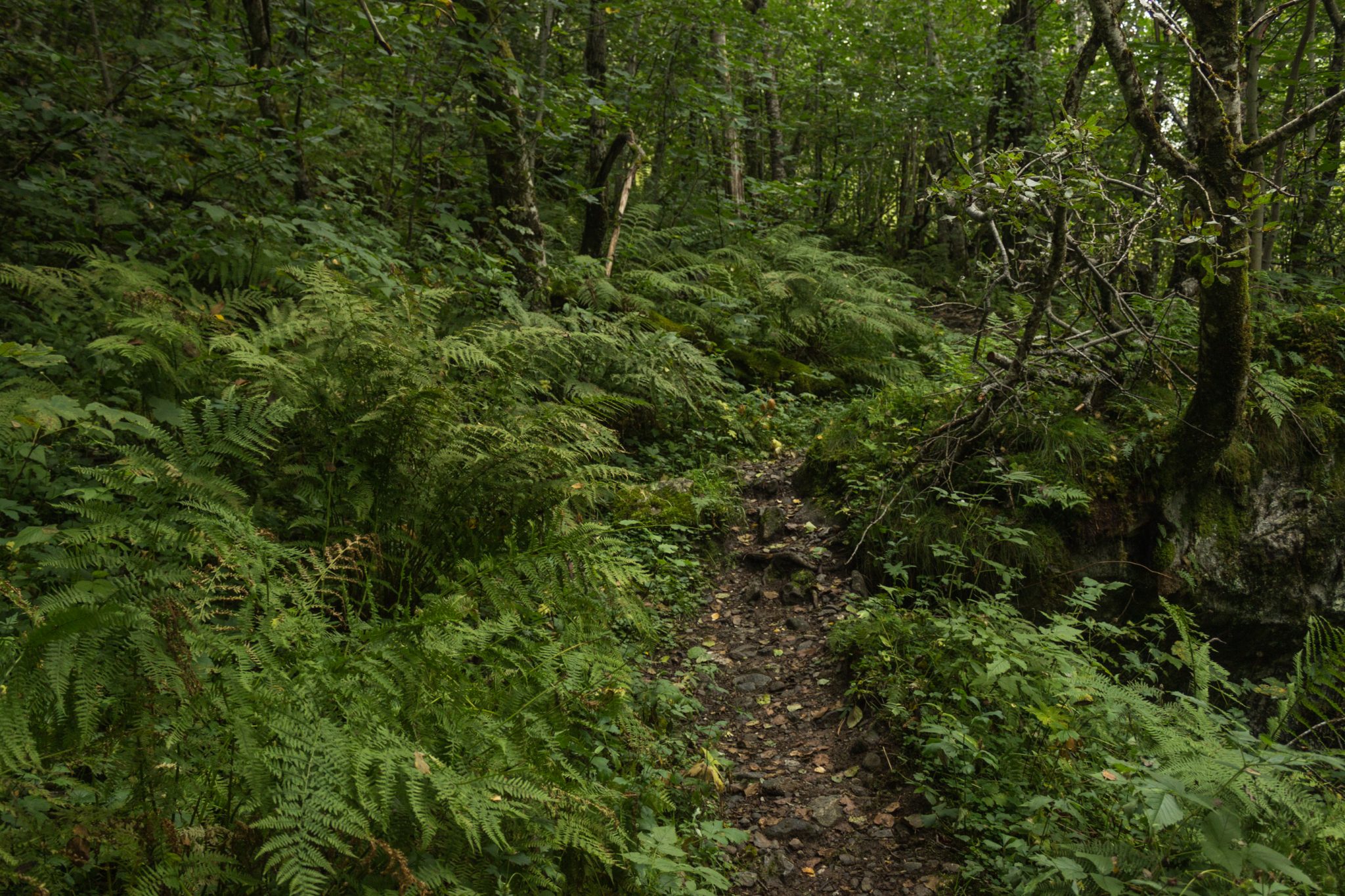 Wanderung im Naturreservat Skorgeura, Naturschutzgebiet in Norwegen, sehr schöner naturnaher Wald, viele Farne, sattgrüne Vegetation