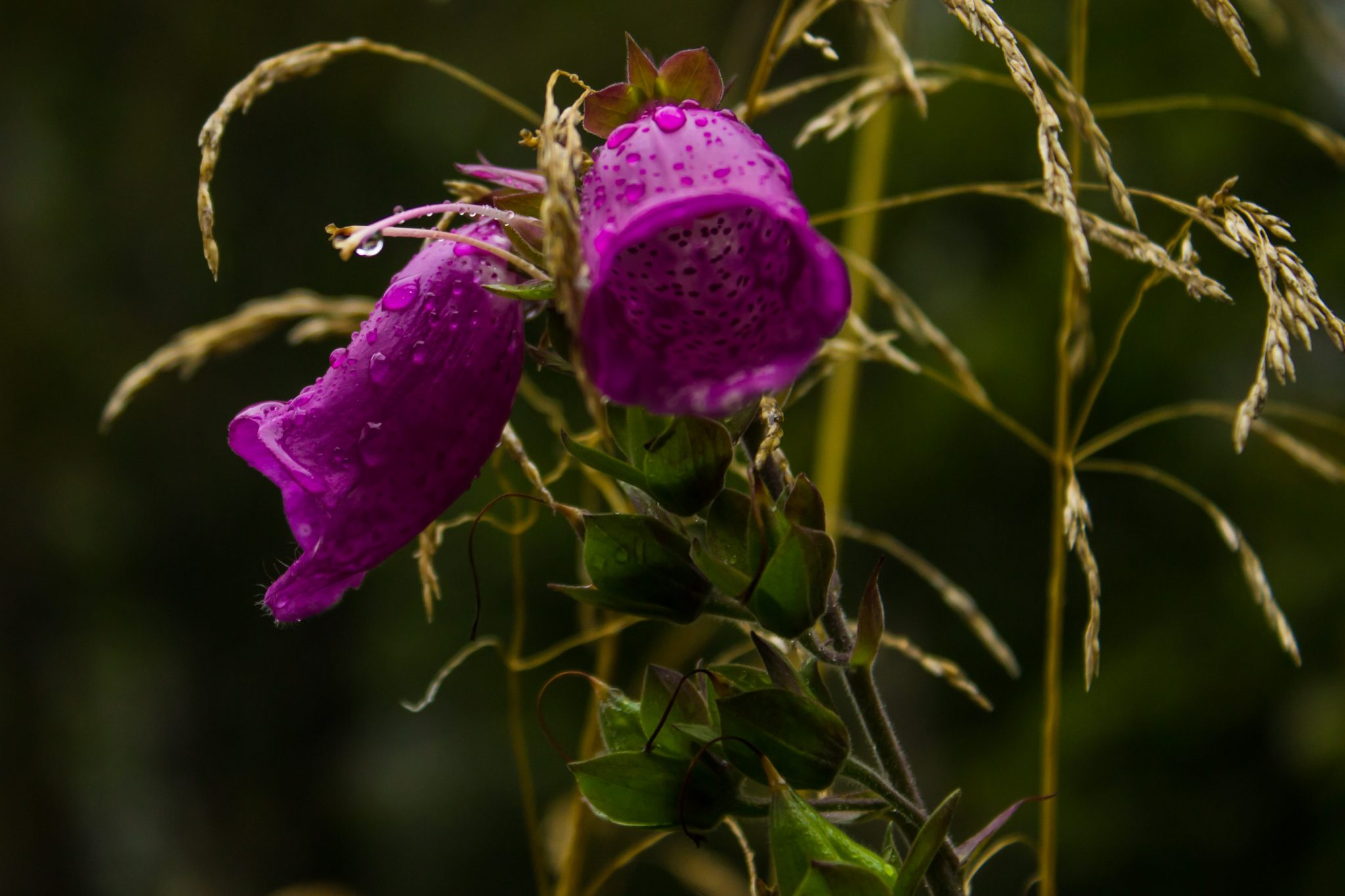 Wanderung zum Briksdalsbreen Gletscher, Seitenarm des Jostedalsbreen, Wandern im Jostedalsbreen Nationalpark in Norwegen, sehr beeindruckende Landschaft im Briksdal, schöne Blume am Wegesrand