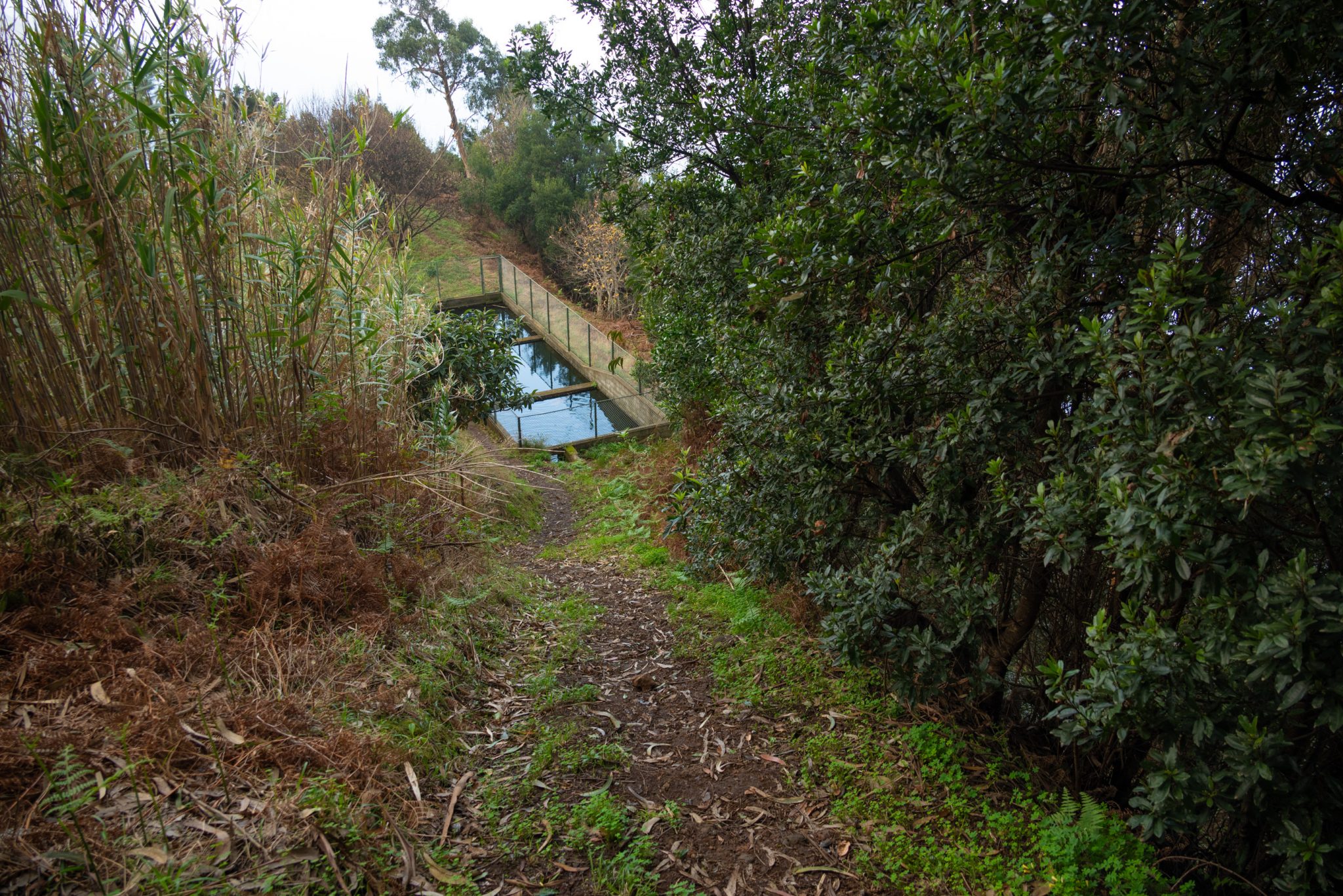 Küstenwanderung von Porto da Cruz nach Machico, Wanderweg durch schönen Wald mit Farne im Landesinneren und Küstenweg Vereda do Larano bis zum Aussichtspunkt Boca do Risco, eine der schönsten Wanderungen auf der Insel Madeira, Portugal