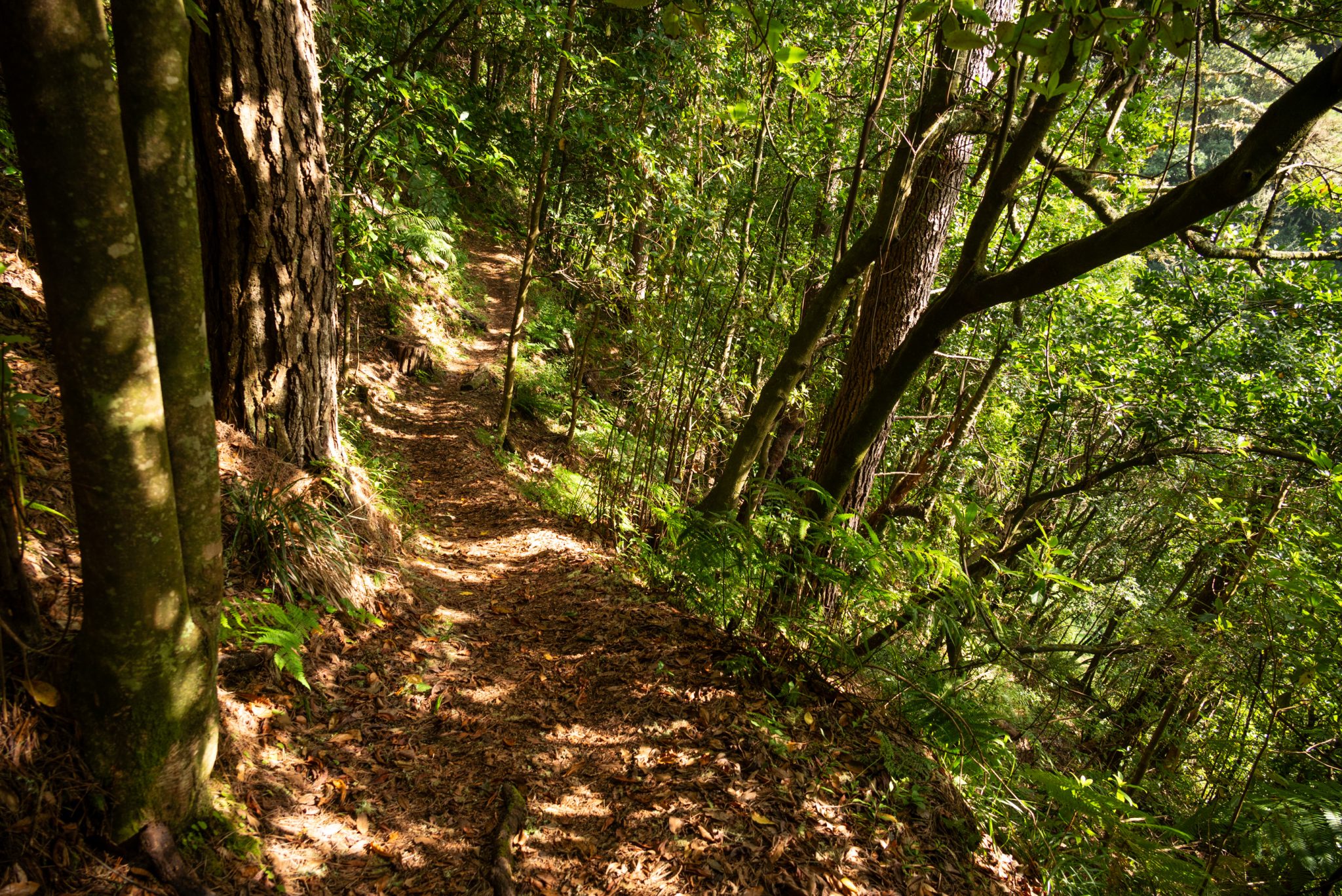 Küstenwanderung von Porto da Cruz nach Machico, Wanderweg durch schönen Wald mit Farne im Landesinneren und Küstenweg Vereda do Larano bis zum Aussichtspunkt Boca do Risco, eine der schönsten Wanderungen auf der Insel Madeira, Portugal