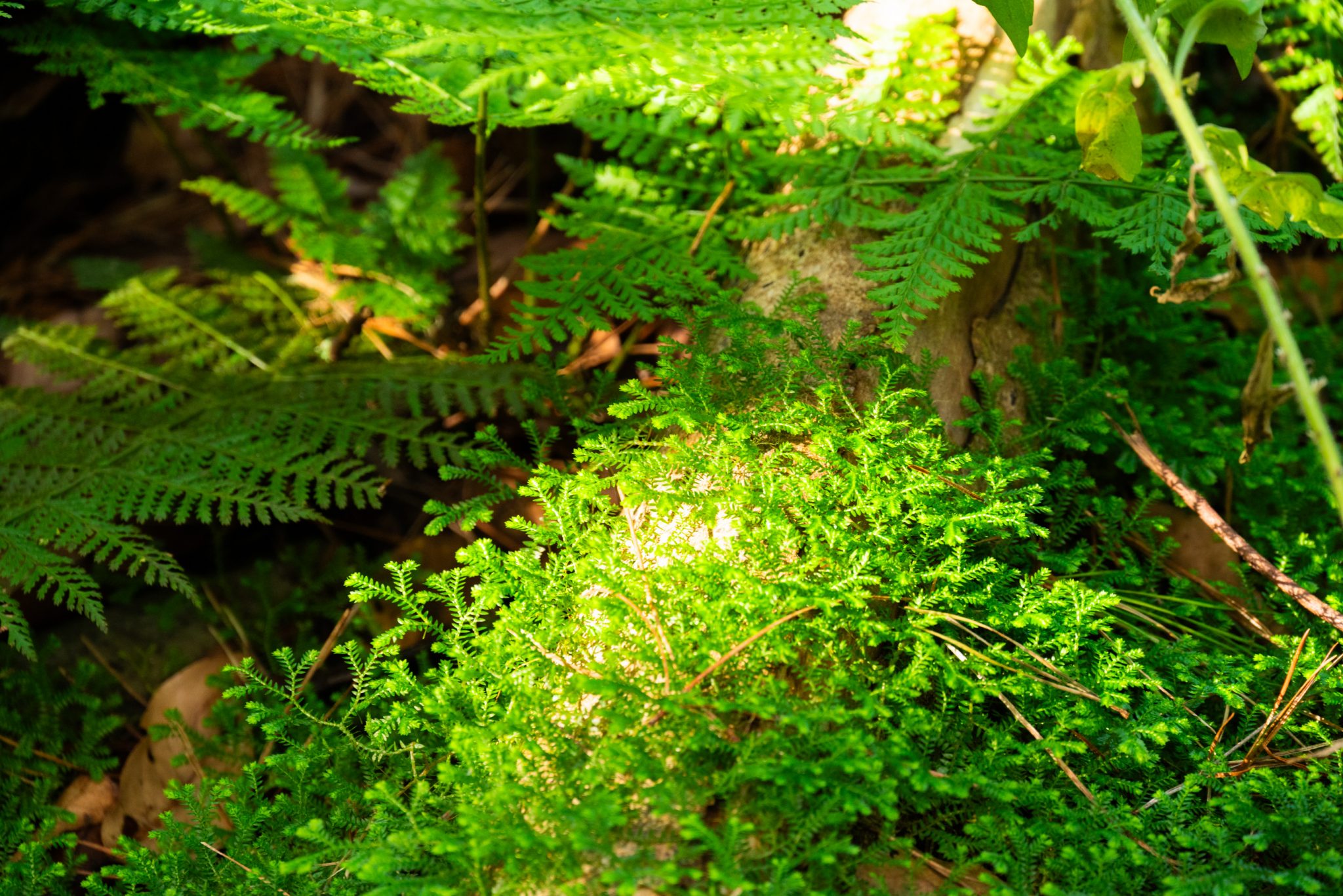 Küstenwanderung von Porto da Cruz nach Machico, Wanderweg durch schönen Wald mit Farne im Landesinneren und Küstenweg Vereda do Larano bis zum Aussichtspunkt Boca do Risco, eine der schönsten Wanderungen auf der Insel Madeira, Portugal