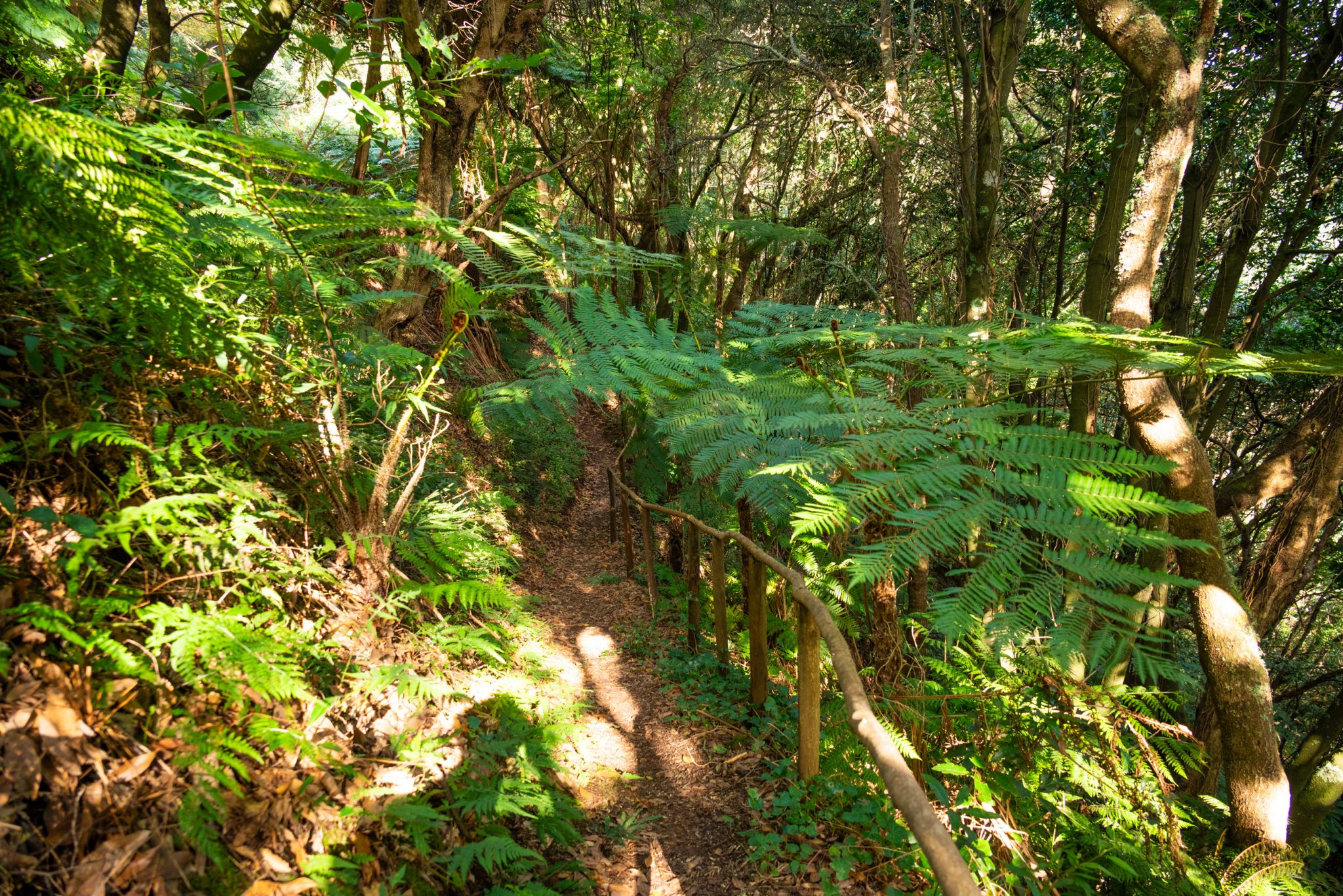Küstenwanderung von Porto da Cruz nach Machico, Wanderweg durch schönen Wald mit Farne im Landesinneren und Küstenweg Vereda do Larano bis zum Aussichtspunkt Boca do Risco, eine der schönsten Wanderungen auf der Insel Madeira, Portugal