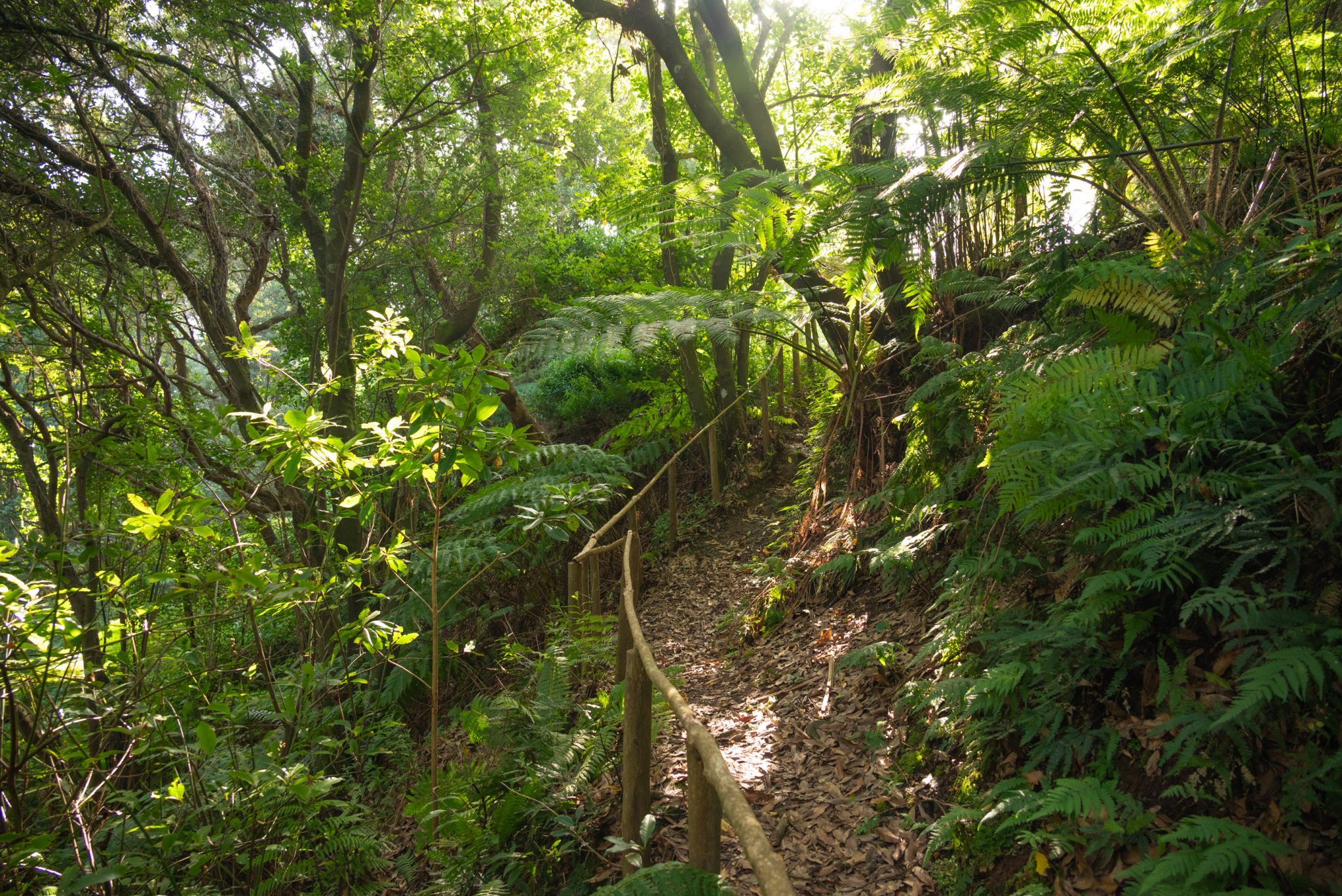 Küstenwanderung von Porto da Cruz nach Machico, Wanderweg durch schönen Wald mit Farne im Landesinneren und Küstenweg Vereda do Larano bis zum Aussichtspunkt Boca do Risco, eine der schönsten Wanderungen auf der Insel Madeira, Portugal