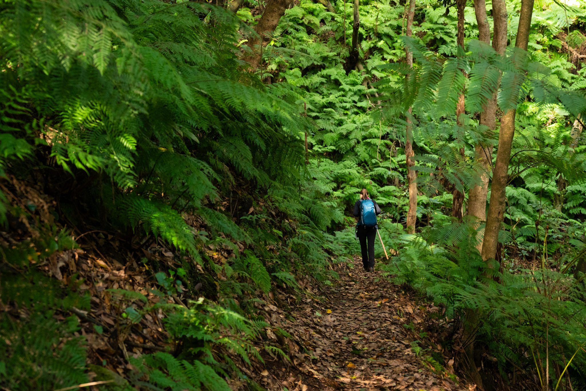 Küstenwanderung von Porto da Cruz nach Machico, Wanderweg durch schönen Wald mit Farne im Landesinneren und Küstenweg Vereda do Larano bis zum Aussichtspunkt Boca do Risco, eine der schönsten Wanderungen auf der Insel Madeira, Portugal
