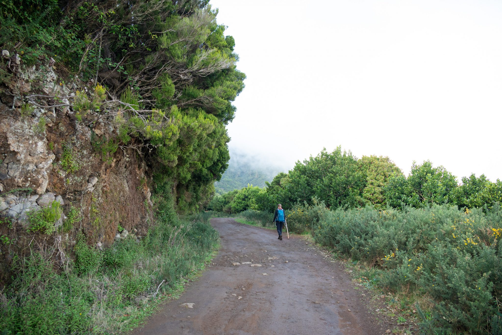 Küstenwanderung von Porto da Cruz nach Machico, Wanderweg durch schönen Wald mit Farne im Landesinneren und Küstenweg Vereda do Larano bis zum Aussichtspunkt Boca do Risco, eine der schönsten Wanderungen auf der Insel Madeira, Portugal