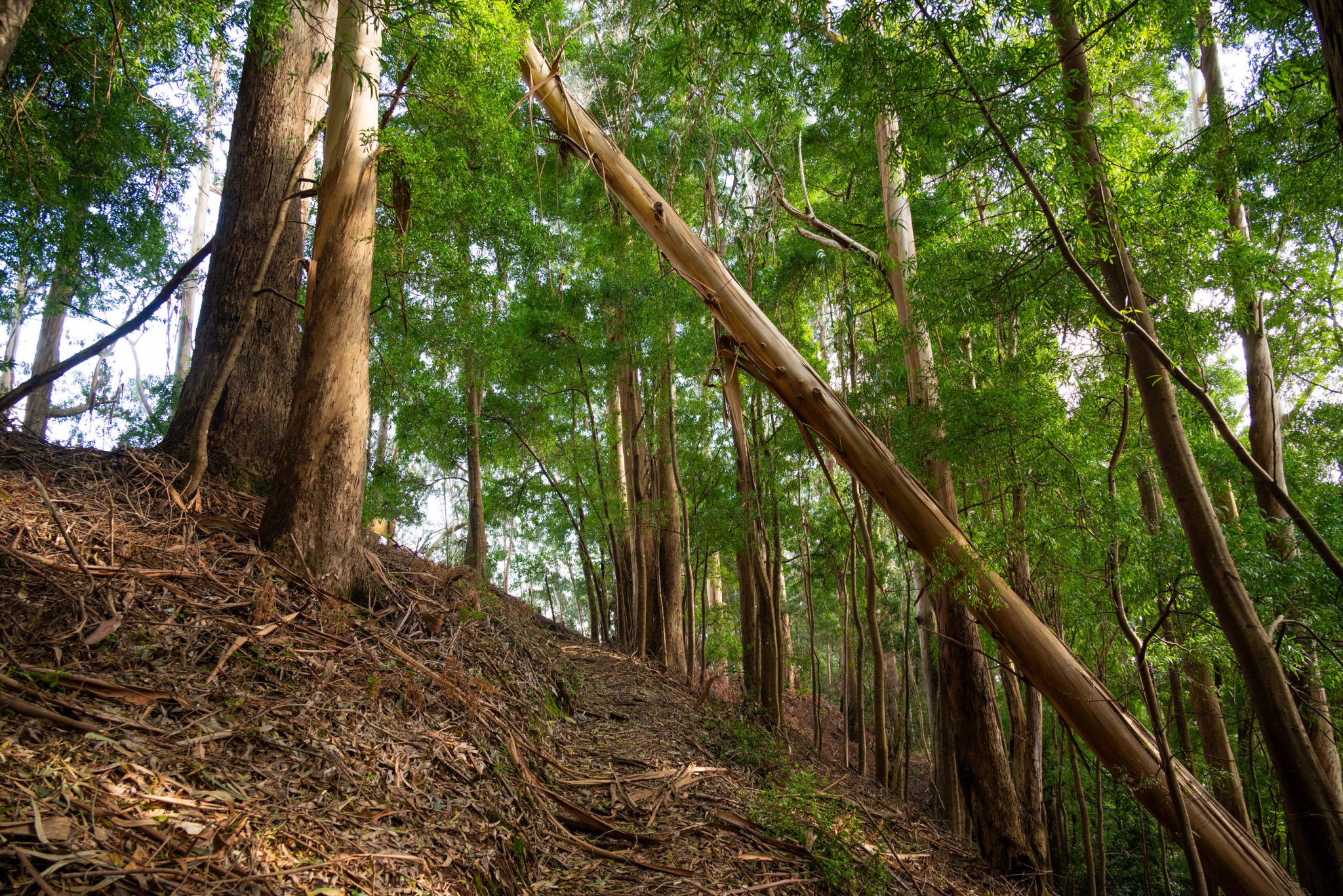 Küstenwanderung von Porto da Cruz nach Machico, Wanderweg durch schönen Wald mit Farne im Landesinneren und Küstenweg Vereda do Larano bis zum Aussichtspunkt Boca do Risco, eine der schönsten Wanderungen auf der Insel Madeira, Portugal