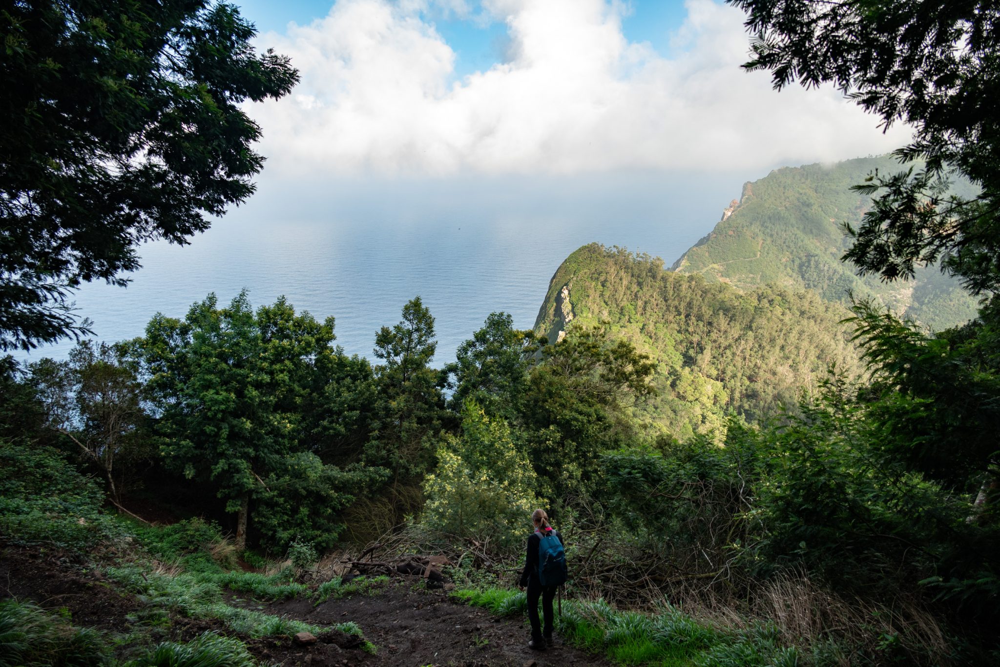 Küstenwanderung von Porto da Cruz nach Machico, Wanderweg durch schönen Wald mit Farne im Landesinneren und Küstenweg Vereda do Larano bis zum Aussichtspunkt Boca do Risco, eine der schönsten Wanderungen auf der Insel Madeira, Portugal
