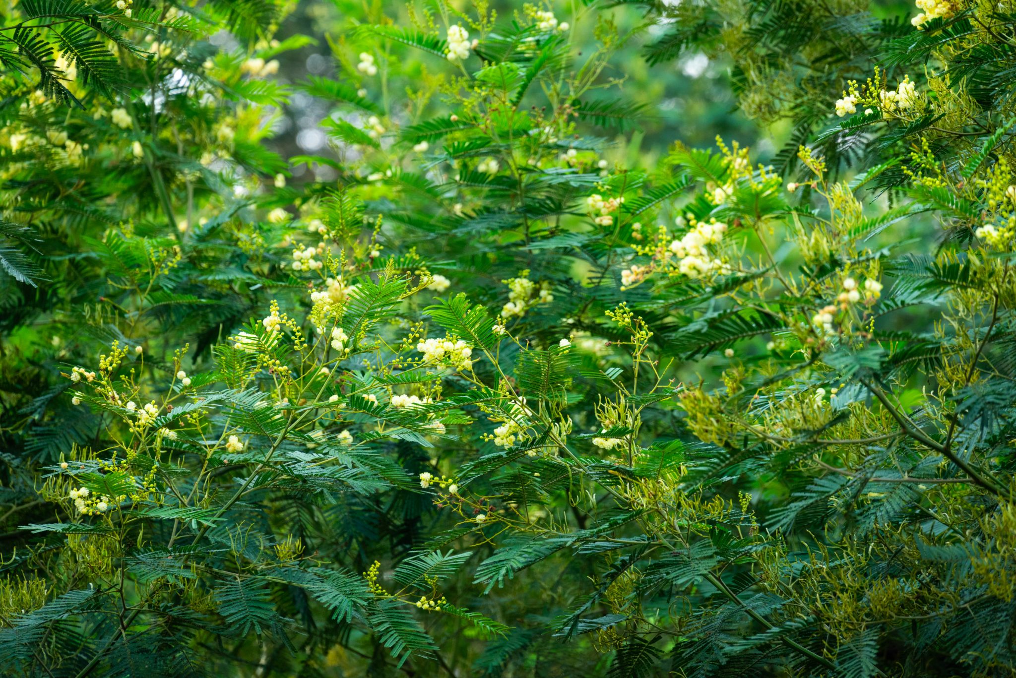 Küstenwanderung von Porto da Cruz nach Machico, Wanderweg durch schönen Wald mit Farne im Landesinneren und Küstenweg Vereda do Larano bis zum Aussichtspunkt Boca do Risco, eine der schönsten Wanderungen auf der Insel Madeira, Portugal