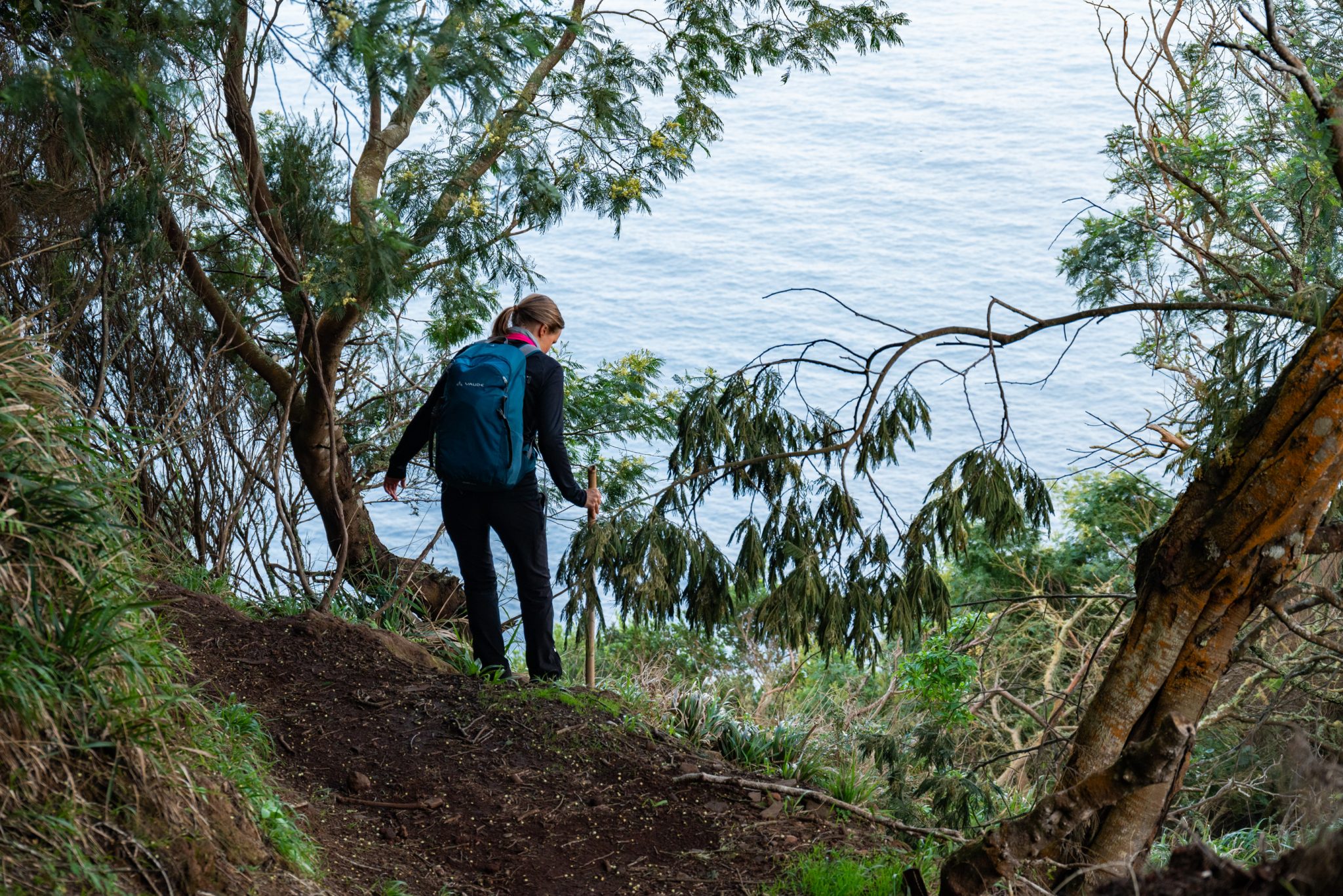 Küstenwanderung von Porto da Cruz nach Machico, Wanderweg durch schönen Wald mit Farne im Landesinneren und Küstenweg Vereda do Larano bis zum Aussichtspunkt Boca do Risco, eine der schönsten Wanderungen auf der Insel Madeira, Portugal