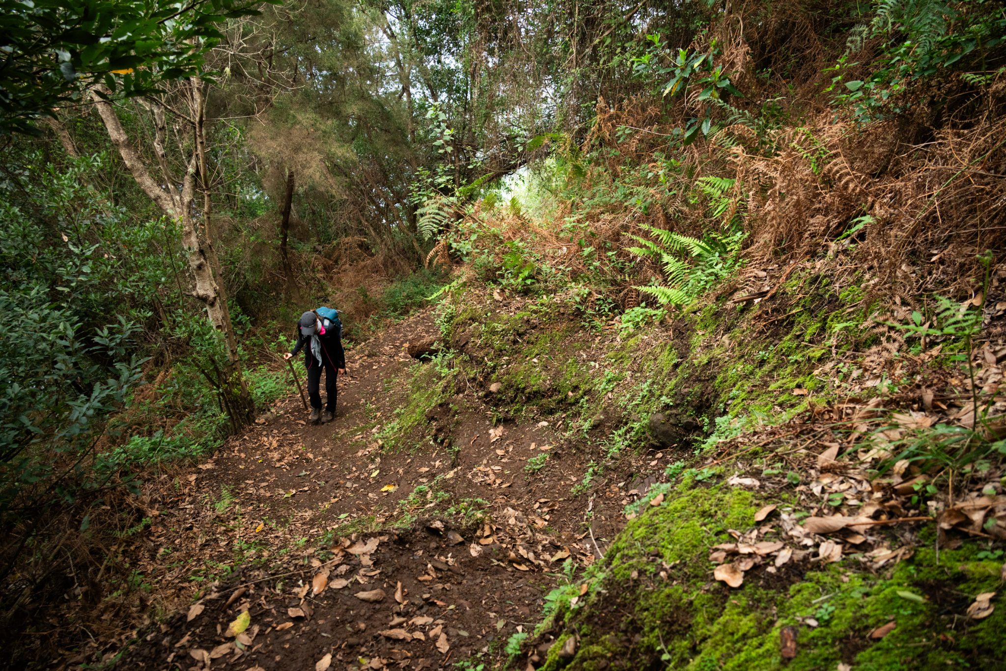 Küstenwanderung von Porto da Cruz nach Machico, Wanderweg durch schönen Wald mit Farne im Landesinneren und Küstenweg Vereda do Larano bis zum Aussichtspunkt Boca do Risco, eine der schönsten Wanderungen auf der Insel Madeira, Portugal