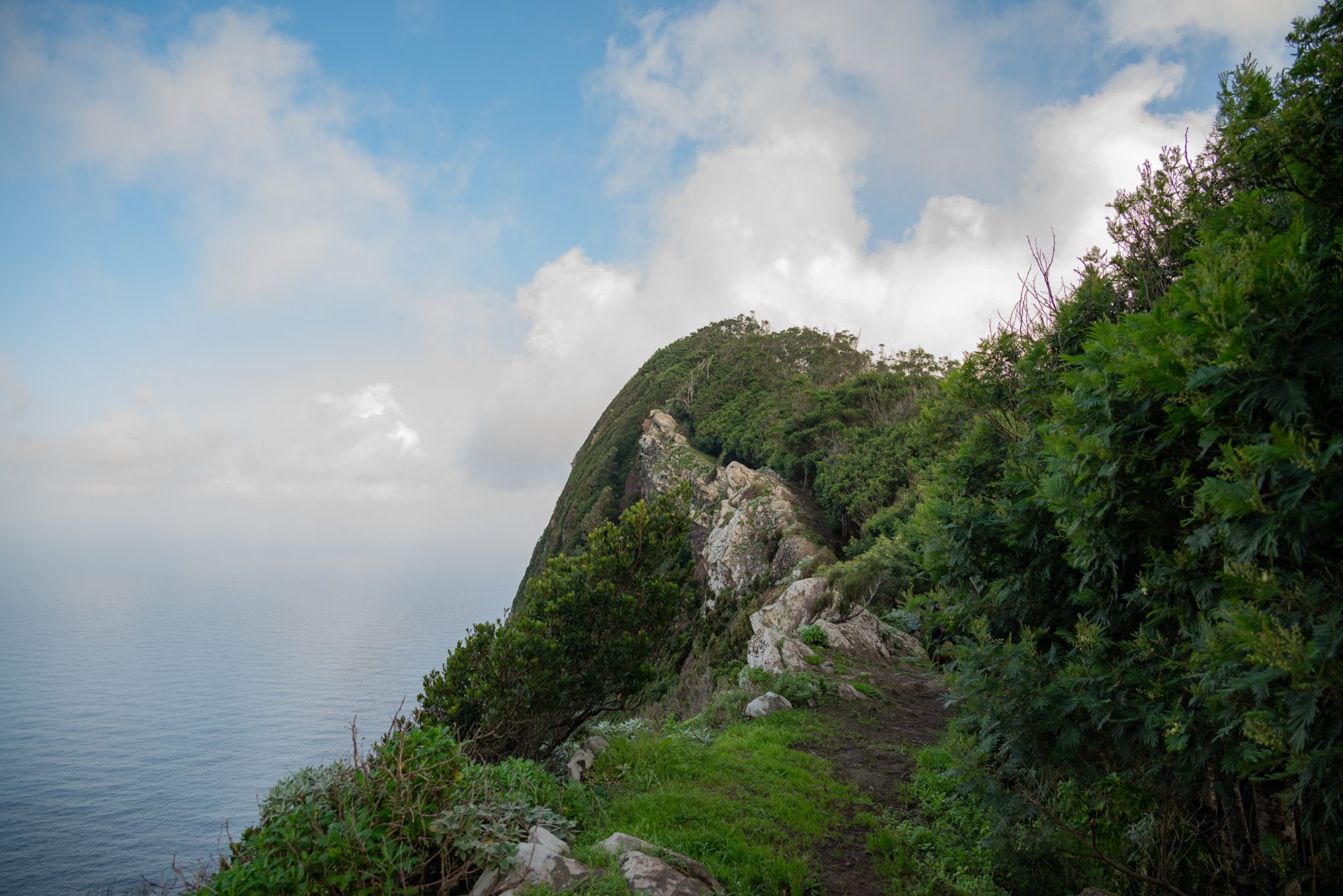 Küstenwanderung von Porto da Cruz nach Machico, Wanderweg durch schönen Wald mit Farne im Landesinneren und Küstenweg Vereda do Larano bis zum Aussichtspunkt Boca do Risco, eine der schönsten Wanderungen auf der Insel Madeira, Portugal