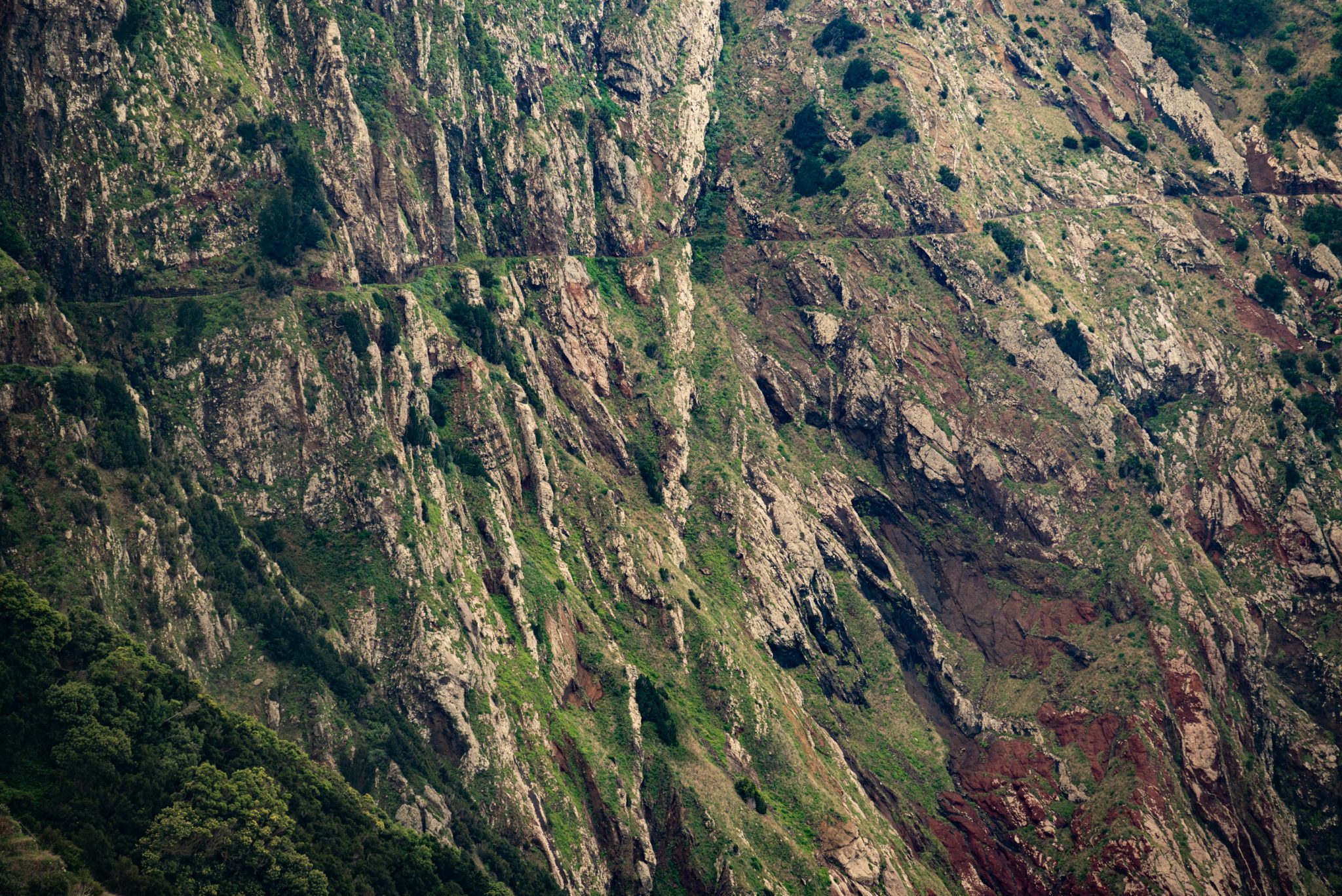 Küstenwanderung von Porto da Cruz nach Machico, Wanderweg durch schönen Wald mit Farne im Landesinneren und Küstenweg Vereda do Larano bis zum Aussichtspunkt Boca do Risco, eine der schönsten Wanderungen auf der Insel Madeira, Portugal