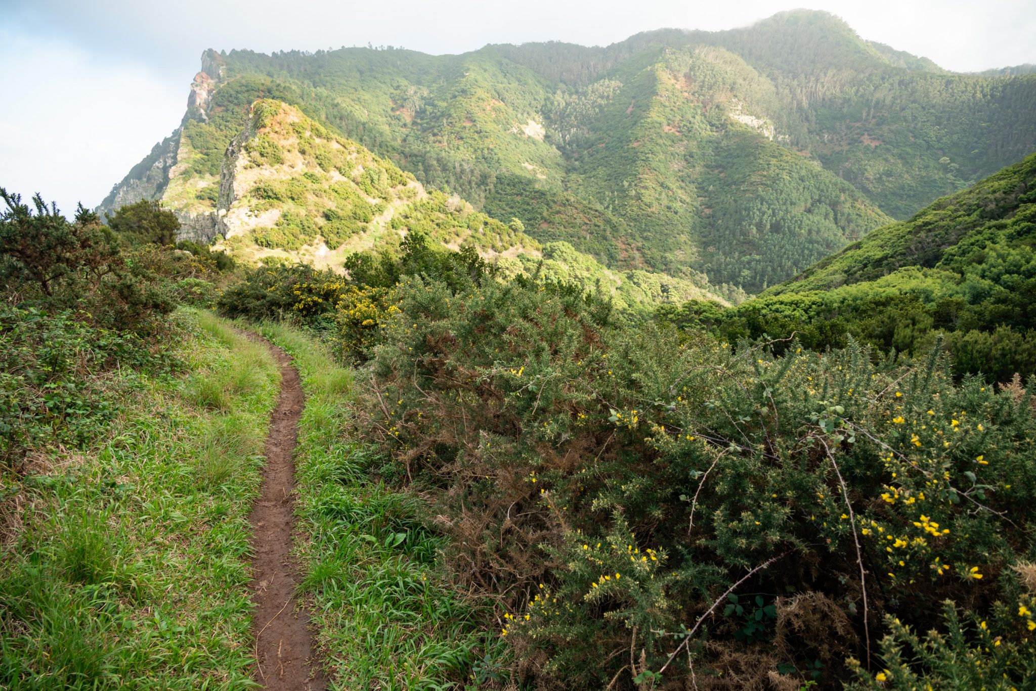 Küstenwanderung von Porto da Cruz nach Machico, Wanderweg durch schönen Wald mit Farne im Landesinneren und Küstenweg Vereda do Larano bis zum Aussichtspunkt Boca do Risco, eine der schönsten Wanderungen auf der Insel Madeira, Portugal
