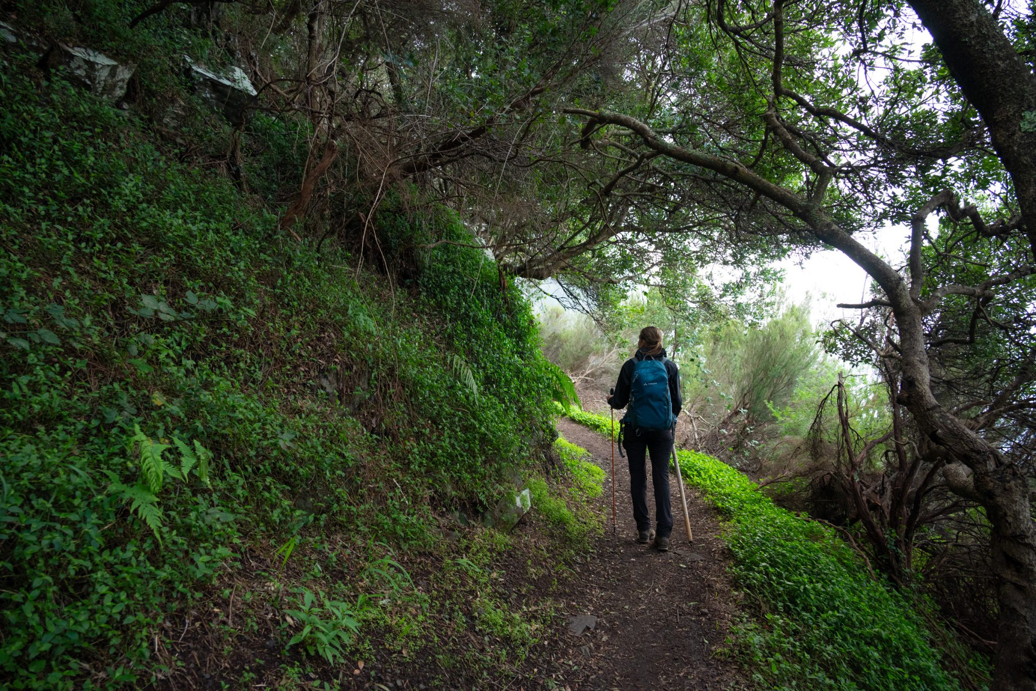 Küstenwanderung von Porto da Cruz nach Machico, Wanderweg durch schönen Wald mit Farne im Landesinneren und Küstenweg Vereda do Larano bis zum Aussichtspunkt Boca do Risco, eine der schönsten Wanderungen auf der Insel Madeira, Portugal