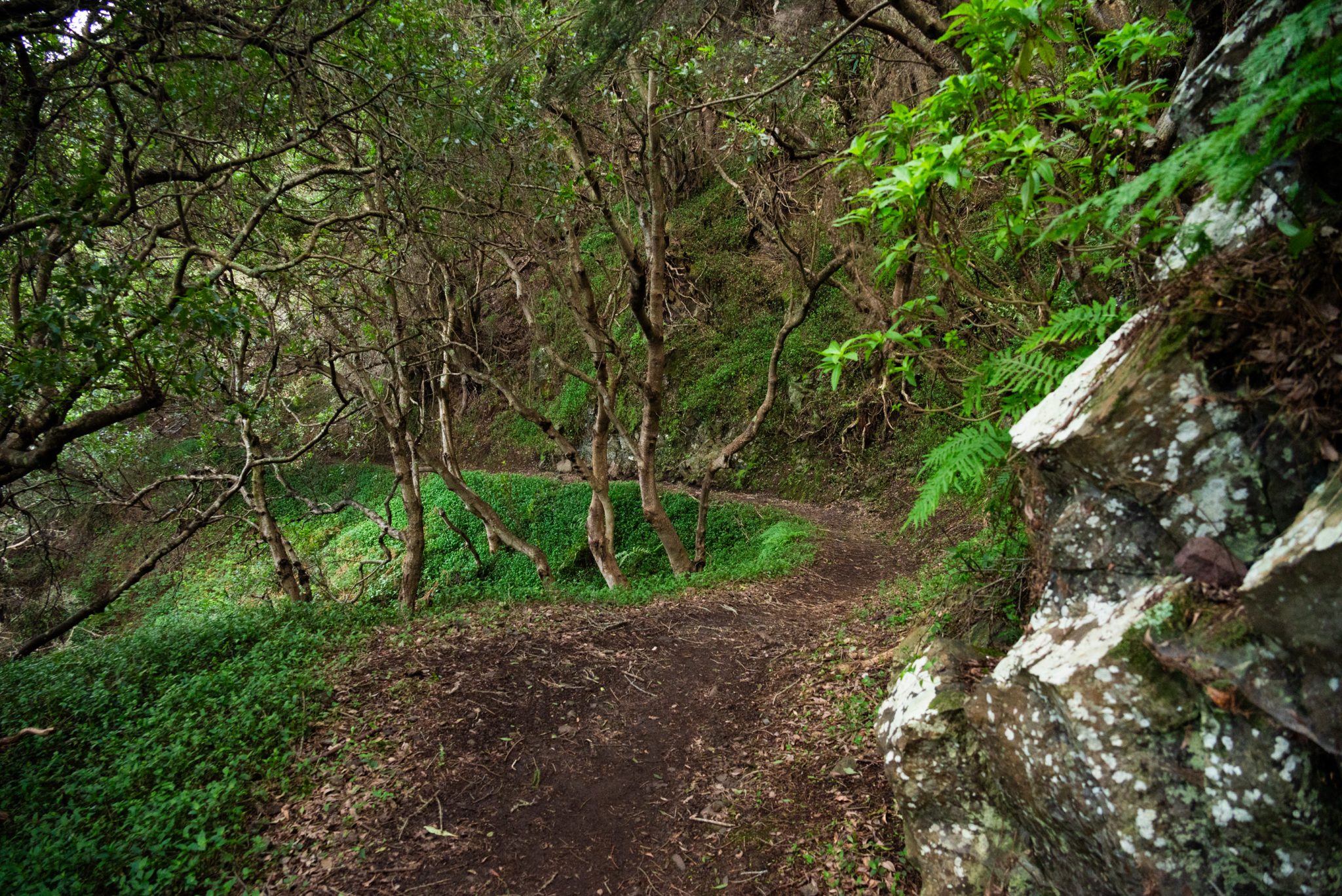Küstenwanderung von Porto da Cruz nach Machico, Wanderweg durch schönen Wald mit Farne im Landesinneren und Küstenweg Vereda do Larano bis zum Aussichtspunkt Boca do Risco, eine der schönsten Wanderungen auf der Insel Madeira, Portugal