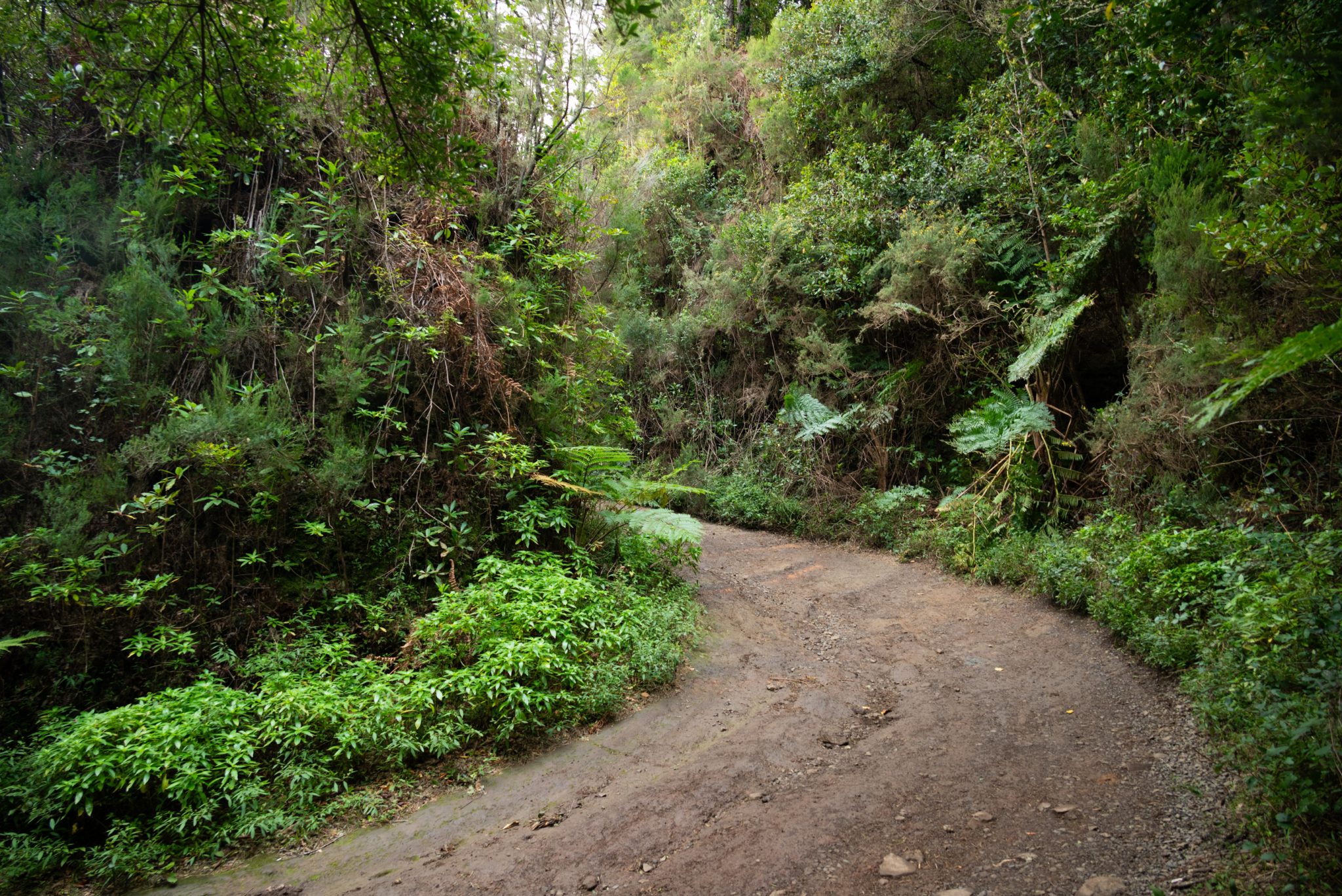 Küstenwanderung von Porto da Cruz nach Machico, Wanderweg durch schönen Wald mit Farne im Landesinneren und Küstenweg Vereda do Larano bis zum Aussichtspunkt Boca do Risco, eine der schönsten Wanderungen auf der Insel Madeira, Portugal