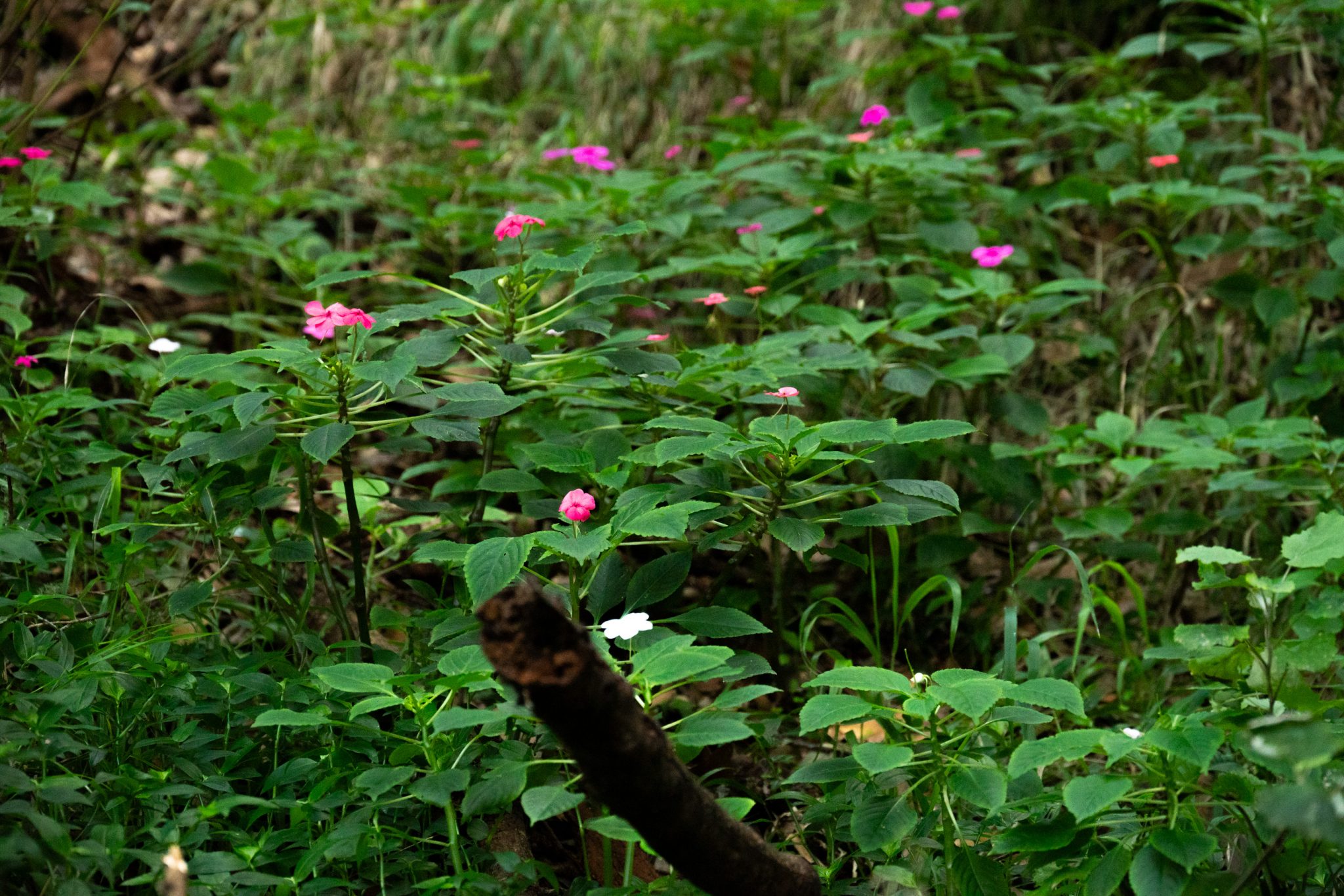 Küstenwanderung von Porto da Cruz nach Machico, Wanderweg durch schönen Wald mit Farne im Landesinneren und Küstenweg Vereda do Larano bis zum Aussichtspunkt Boca do Risco, eine der schönsten Wanderungen auf der Insel Madeira, Portugal