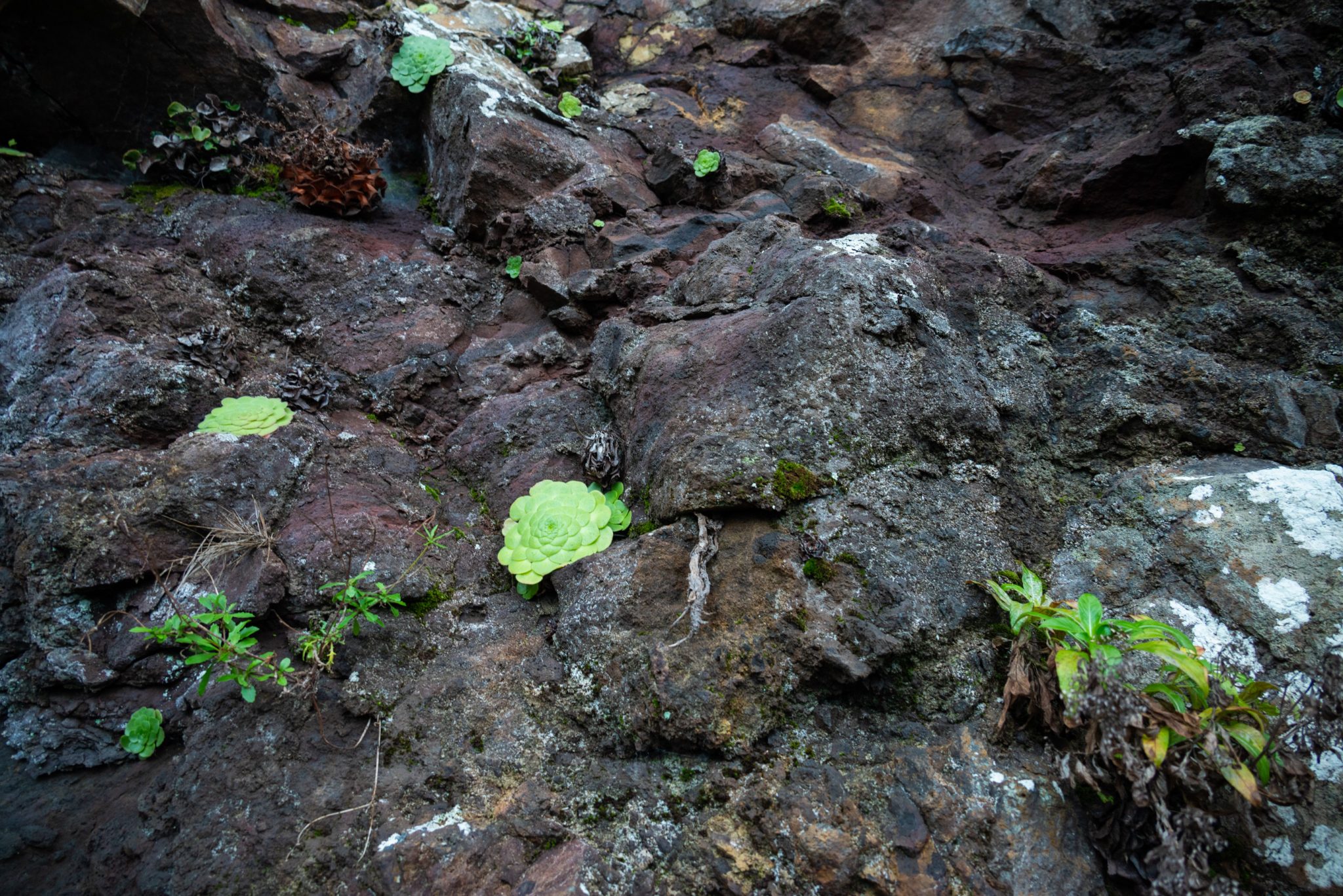 Küstenwanderung von Porto da Cruz nach Machico, Wanderweg durch schönen Wald mit Farne im Landesinneren und Küstenweg Vereda do Larano bis zum Aussichtspunkt Boca do Risco, eine der schönsten Wanderungen auf der Insel Madeira, Portugal
