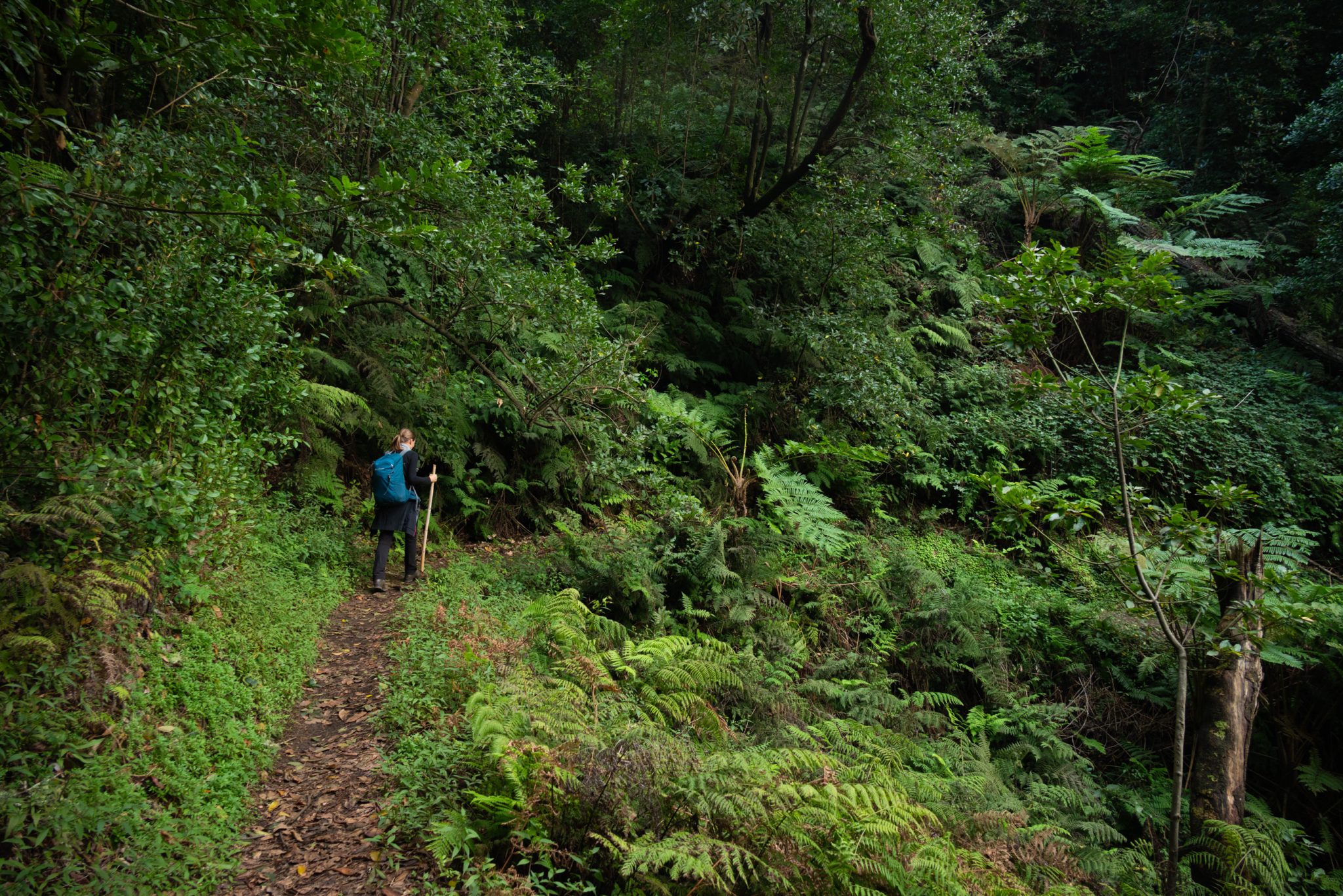 Küstenwanderung von Porto da Cruz nach Machico, Wanderweg durch schönen Wald mit Farne im Landesinneren und Küstenweg Vereda do Larano bis zum Aussichtspunkt Boca do Risco, eine der schönsten Wanderungen auf der Insel Madeira, Portugal