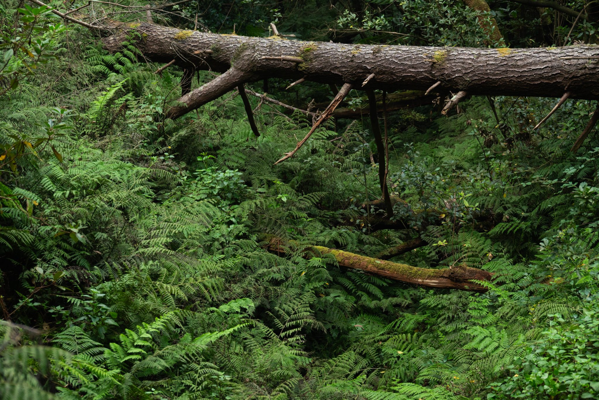 Küstenwanderung von Porto da Cruz nach Machico, Wanderweg durch schönen Wald mit Farne im Landesinneren und Küstenweg Vereda do Larano bis zum Aussichtspunkt Boca do Risco, eine der schönsten Wanderungen auf der Insel Madeira, Portugal