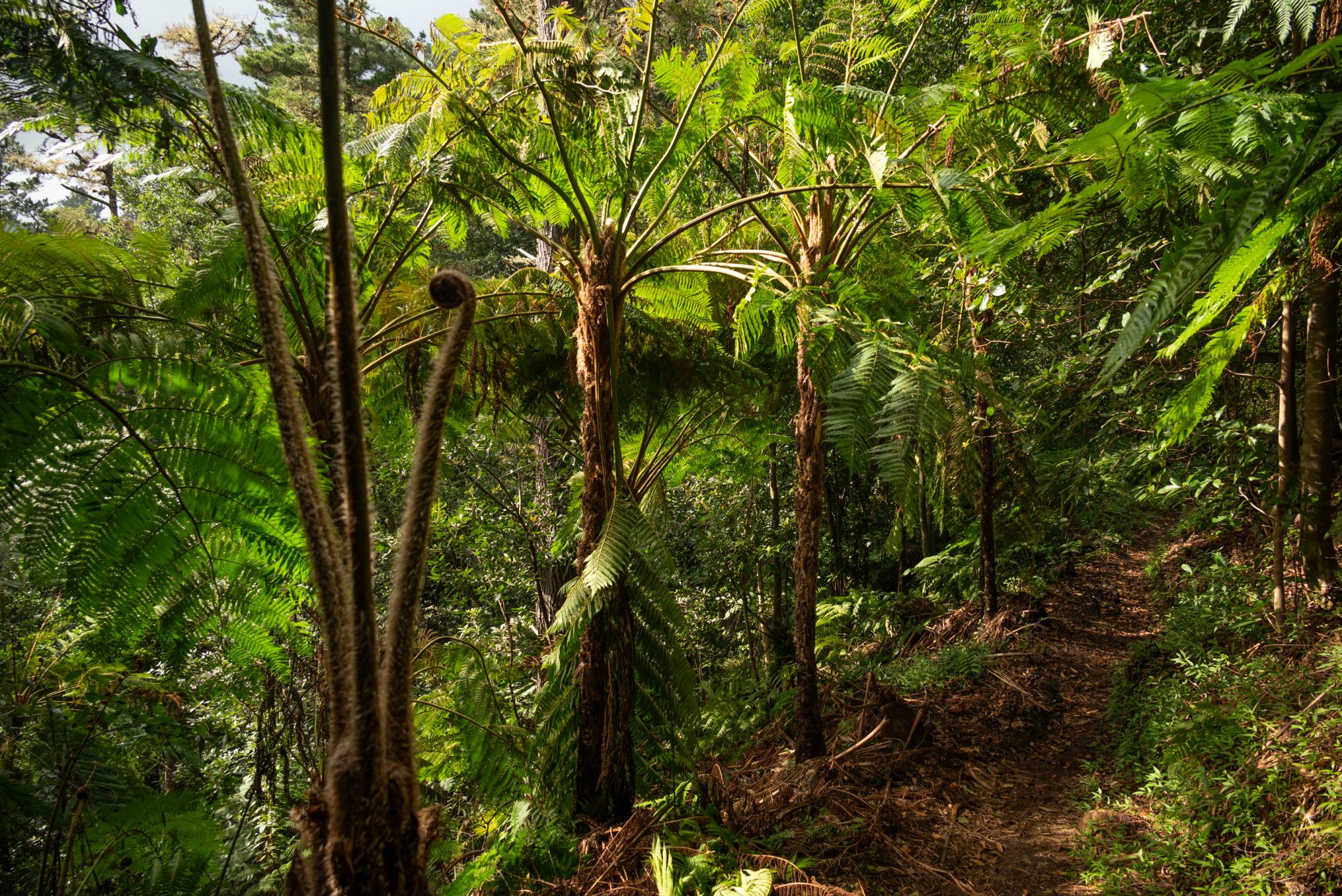 Küstenwanderung von Porto da Cruz nach Machico, Wanderweg durch schönen Wald mit Farne im Landesinneren und Küstenweg Vereda do Larano bis zum Aussichtspunkt Boca do Risco, eine der schönsten Wanderungen auf der Insel Madeira, Portugal