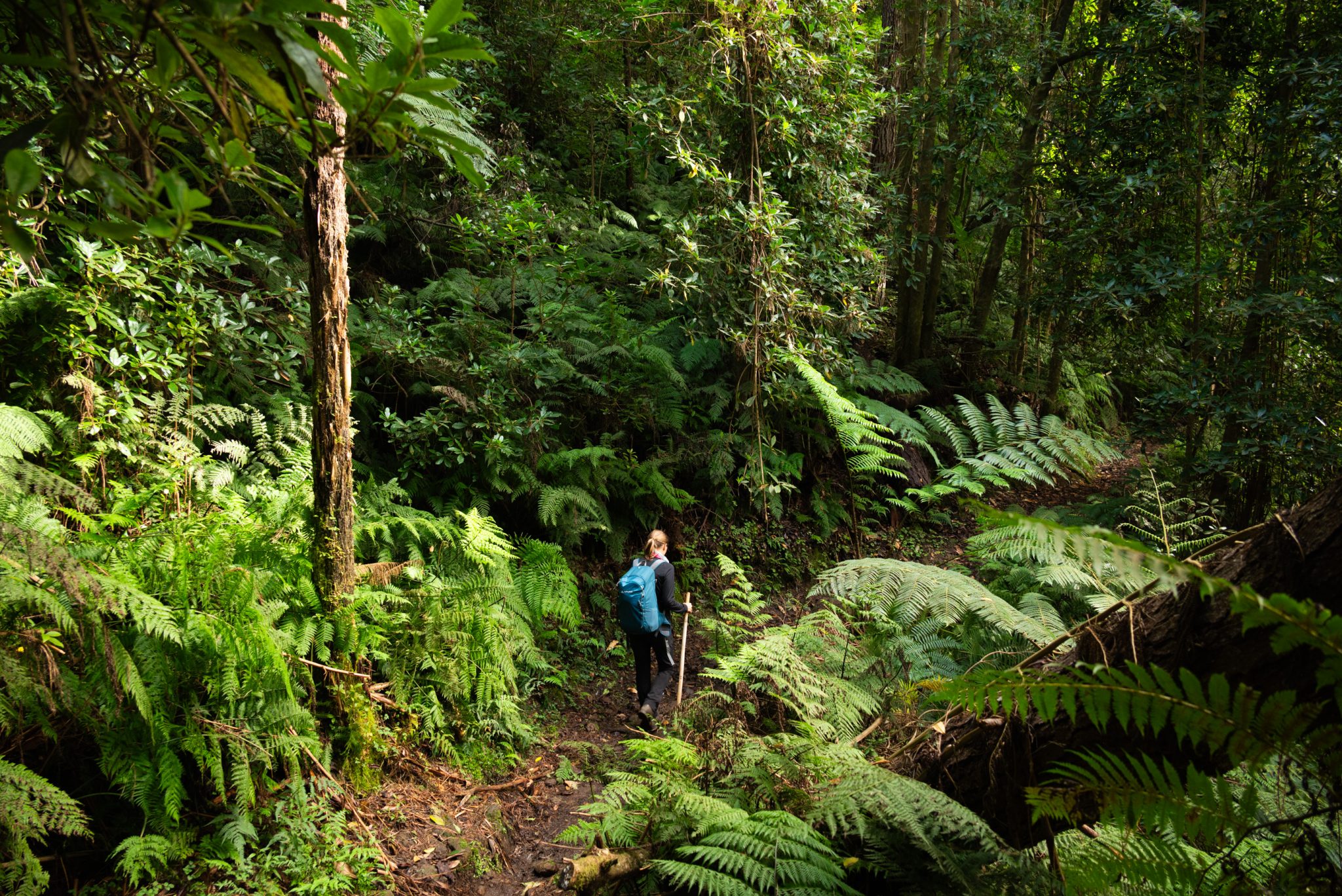 Küstenwanderung von Porto da Cruz nach Machico, Wanderweg durch schönen Wald mit Farne im Landesinneren und Küstenweg Vereda do Larano bis zum Aussichtspunkt Boca do Risco, eine der schönsten Wanderungen auf der Insel Madeira, Portugal