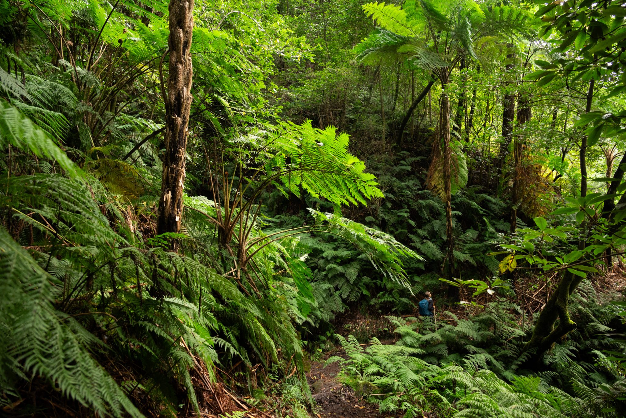 Küstenwanderung von Porto da Cruz nach Machico, Wanderweg durch schönen Wald mit Farne im Landesinneren und Küstenweg Vereda do Larano bis zum Aussichtspunkt Boca do Risco, eine der schönsten Wanderungen auf der Insel Madeira, Portugal