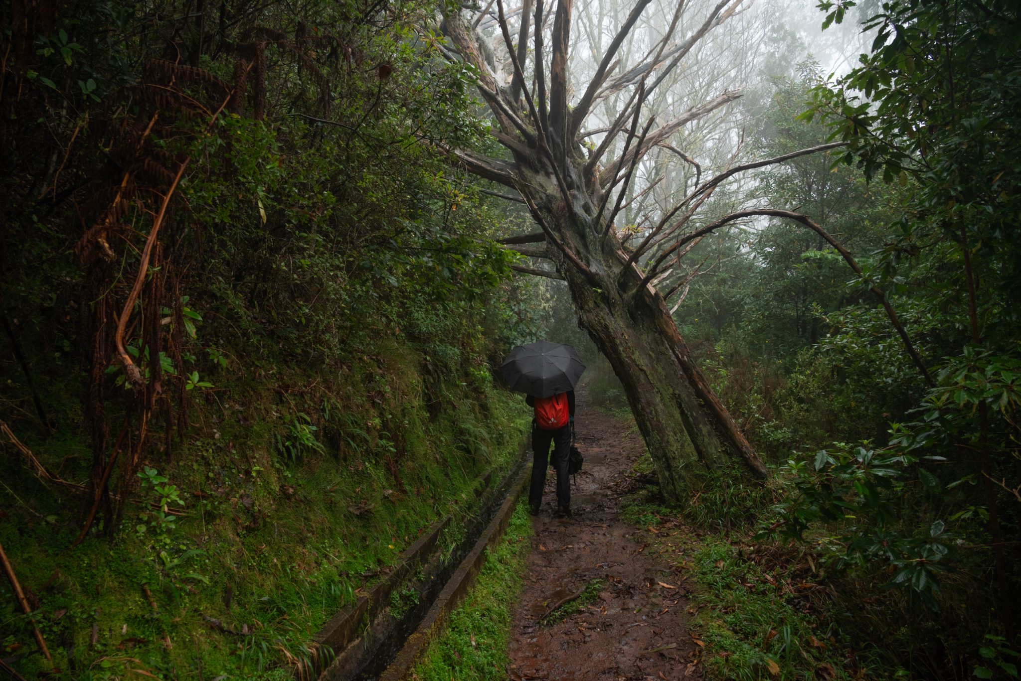 Wanderung von Ribeiro Frio nach Portela entlang der Levada do Furado  auf Madeira durch wunderschönen Lorbeerwald mit traumhaften Aussichten, selbst bei regnerischem Wetter lohnenswert, mystische Atmosphäre