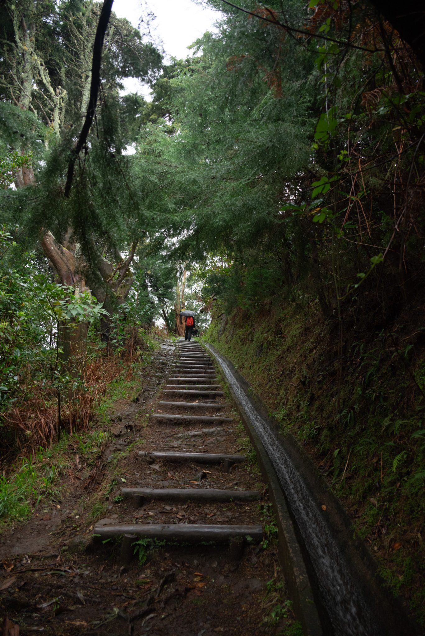 Wanderung von Ribeiro Frio nach Portela entlang der Levada do Furado  auf Madeira durch wunderschönen Lorbeerwald mit traumhaften Aussichten, selbst bei regnerischem Wetter lohnenswert, mystische Atmosphäre