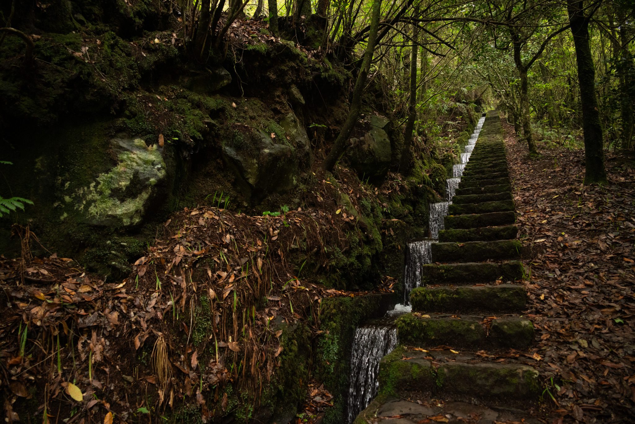Wanderung von Ribeiro Frio nach Portela entlang der Levada do Furado  auf Madeira durch wunderschönen Lorbeerwald mit traumhaften Aussichten, selbst bei regnerischem Wetter lohnenswert, mystische Atmosphäre