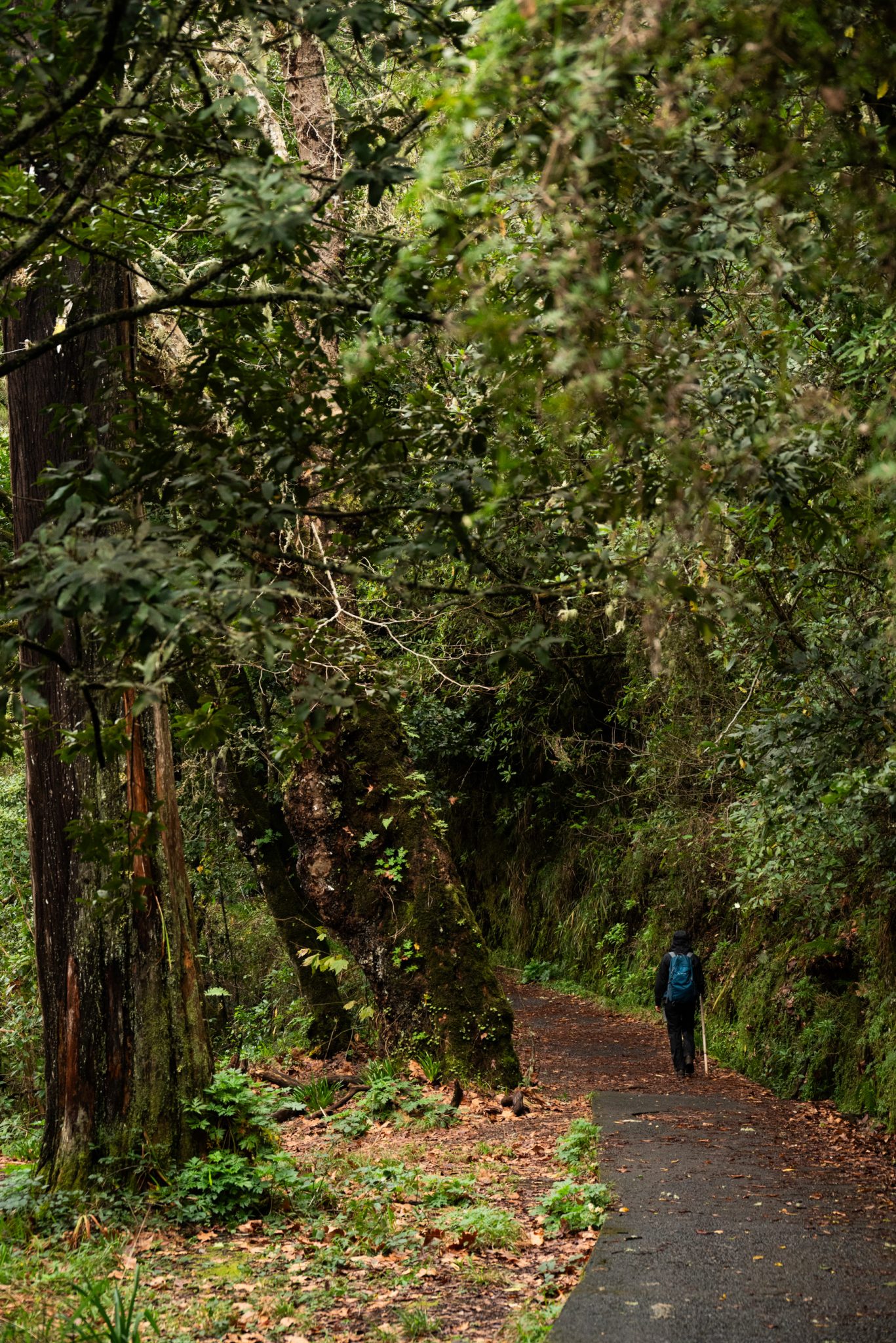 Wanderung von Ribeiro Frio nach Portela entlang der Levada do Furado  auf Madeira durch wunderschönen Lorbeerwald mit traumhaften Aussichten, selbst bei regnerischem Wetter lohnenswert, mystische Atmosphäre