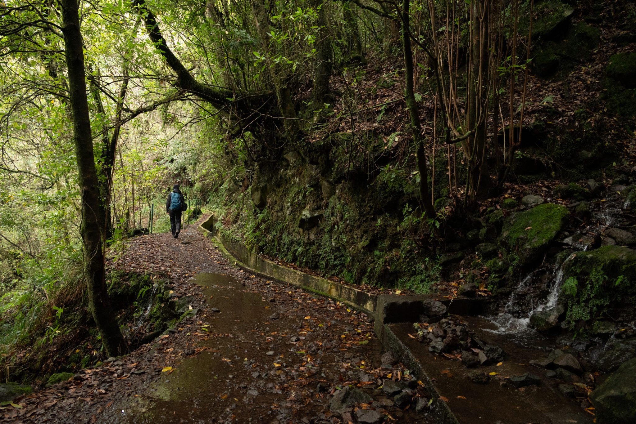 Wanderung von Ribeiro Frio nach Portela entlang der Levada do Furado  auf Madeira durch wunderschönen Lorbeerwald mit traumhaften Aussichten, selbst bei regnerischem Wetter lohnenswert, mystische Atmosphäre