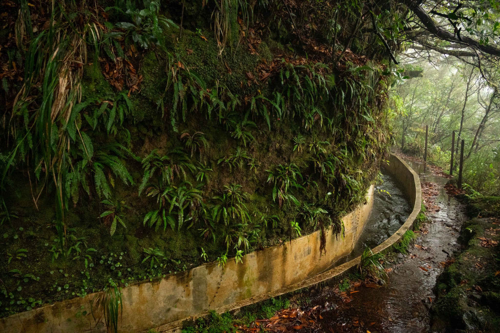 Wanderung von Ribeiro Frio nach Portela entlang der Levada do Furado  auf Madeira durch wunderschönen Lorbeerwald mit traumhaften Aussichten, selbst bei regnerischem Wetter lohnenswert, mystische Atmosphäre