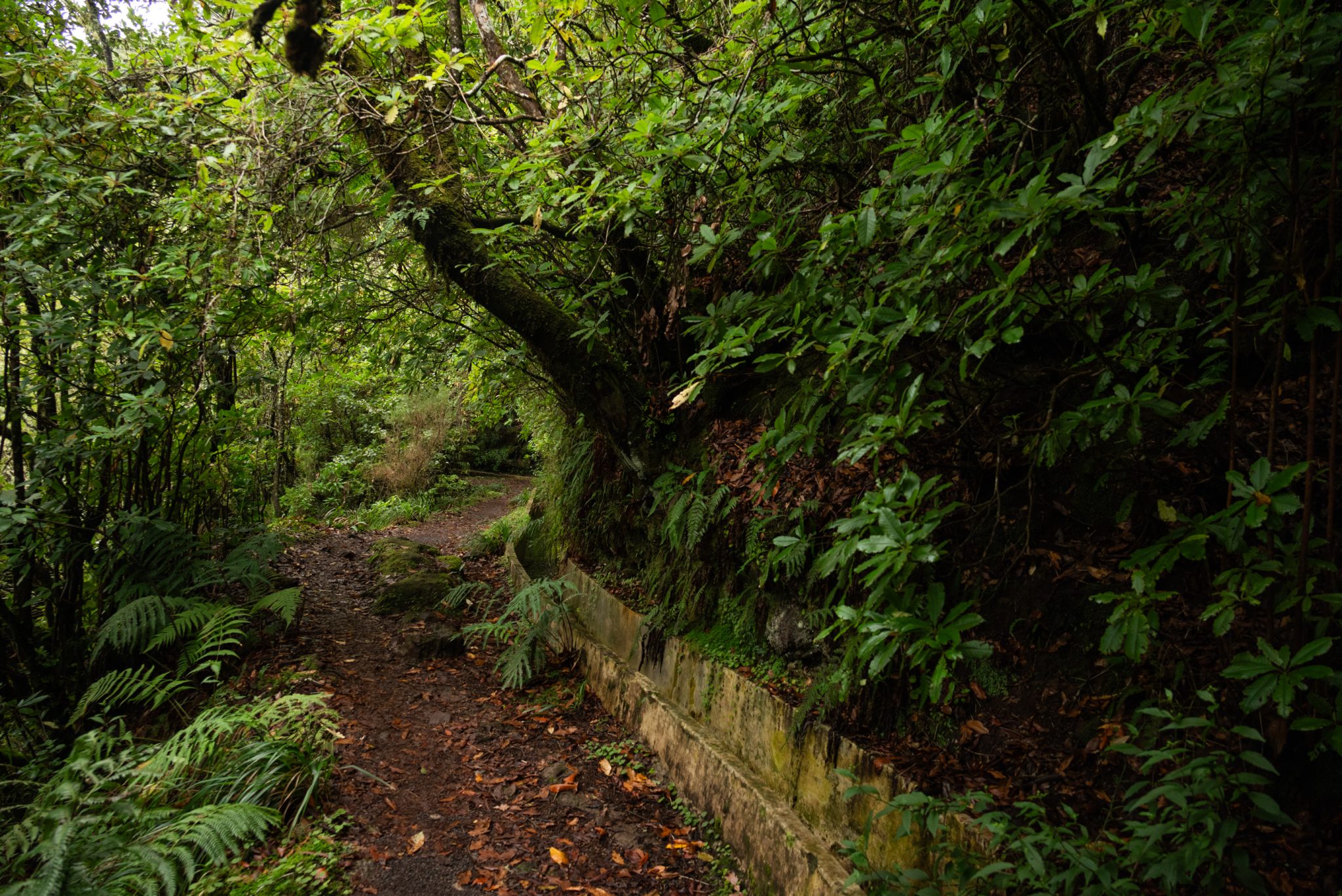 Wanderung von Ribeiro Frio nach Portela entlang der Levada do Furado  auf Madeira durch wunderschönen Lorbeerwald mit traumhaften Aussichten, selbst bei regnerischem Wetter lohnenswert, mystische Atmosphäre