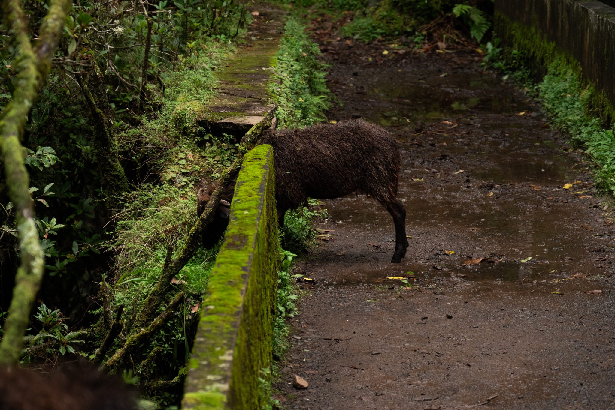 Wanderung von Ribeiro Frio nach Portela entlang der Levada do Furado  auf Madeira durch wunderschönen Lorbeerwald mit traumhaften Aussichten, selbst bei regnerischem Wetter lohnenswert, mystische Atmosphäre