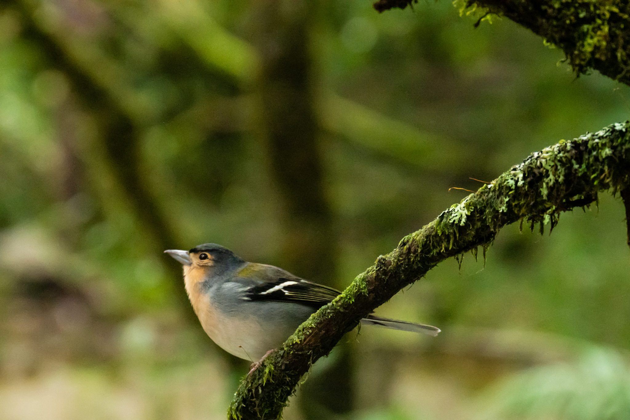 Wanderung von Ribeiro Frio nach Portela entlang der Levada do Furado  auf Madeira durch wunderschönen Lorbeerwald mit traumhaften Aussichten, selbst bei regnerischem Wetter lohnenswert, mystische Atmosphäre