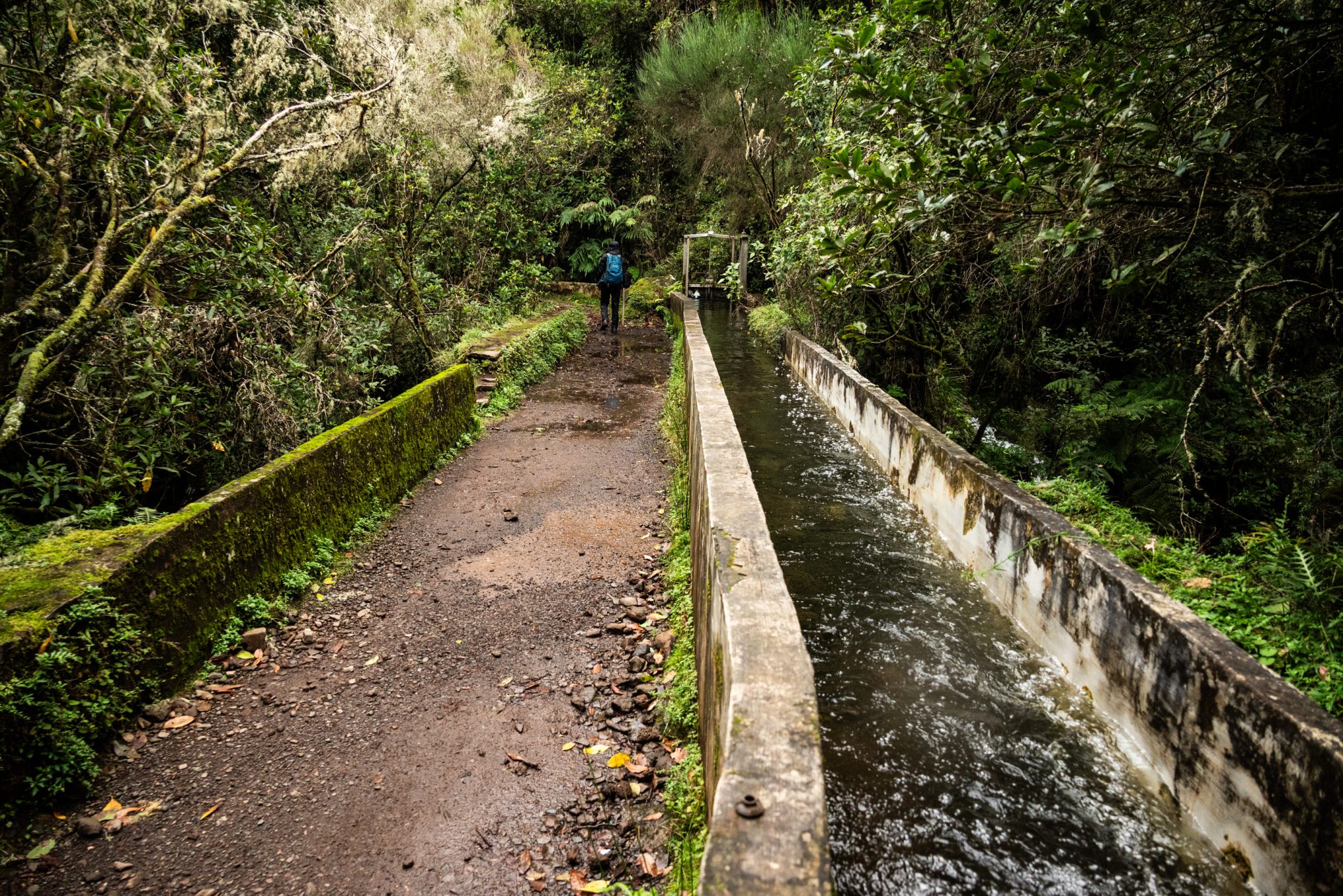 Wanderung von Ribeiro Frio nach Portela entlang der Levada do Furado  auf Madeira durch wunderschönen Lorbeerwald mit traumhaften Aussichten, selbst bei regnerischem Wetter lohnenswert, mystische Atmosphäre