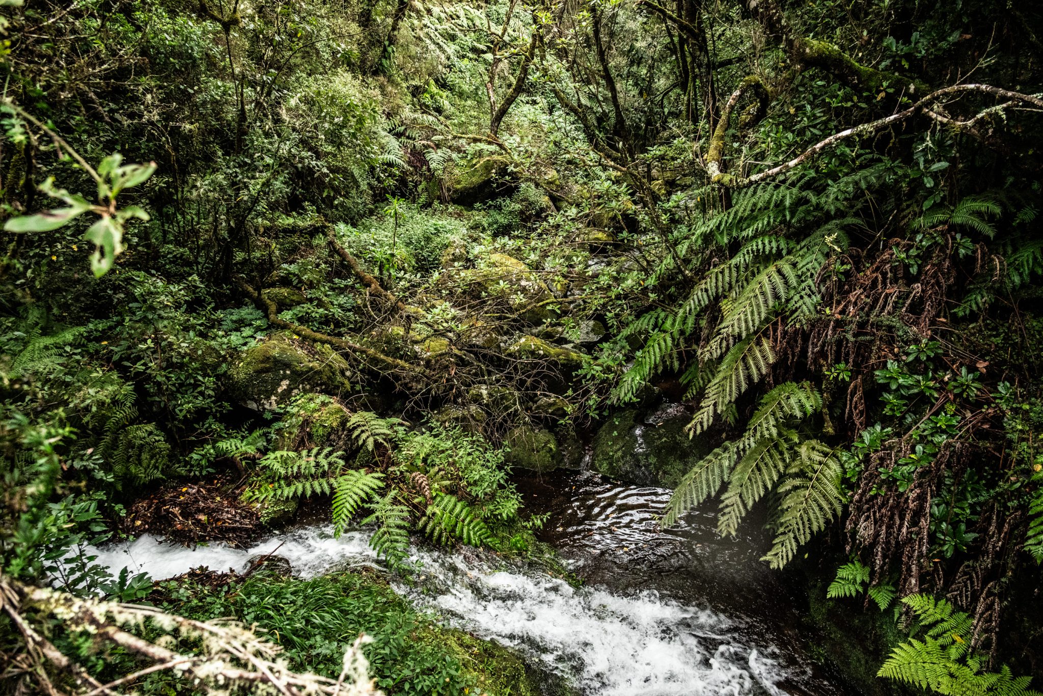 Wanderung von Ribeiro Frio nach Portela entlang der Levada do Furado  auf Madeira durch wunderschönen Lorbeerwald mit traumhaften Aussichten, selbst bei regnerischem Wetter lohnenswert, mystische Atmosphäre
